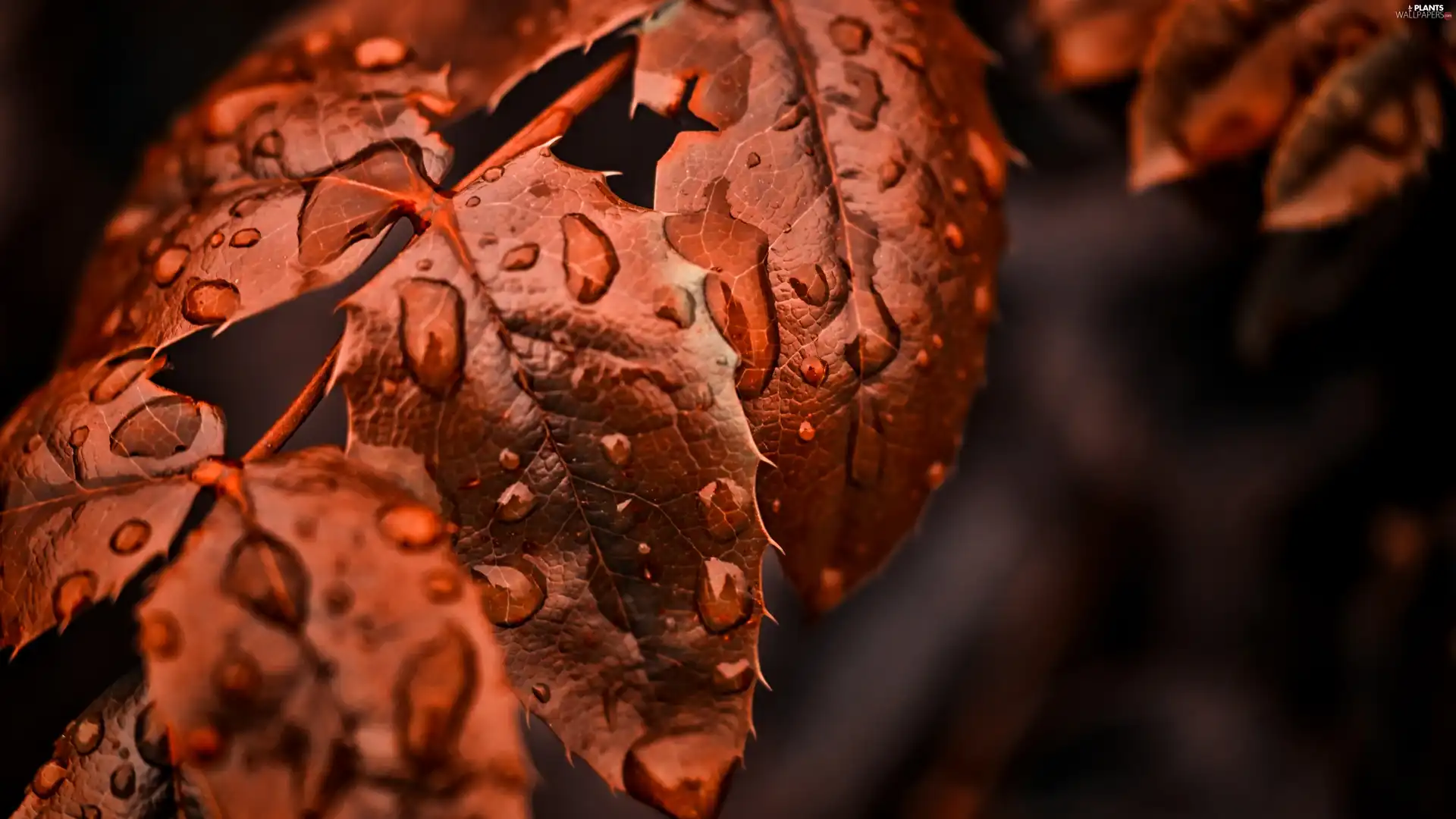 water, leaf, drops