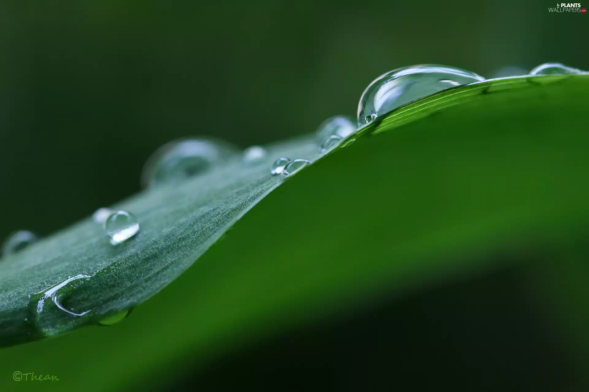water, Leaf, drops