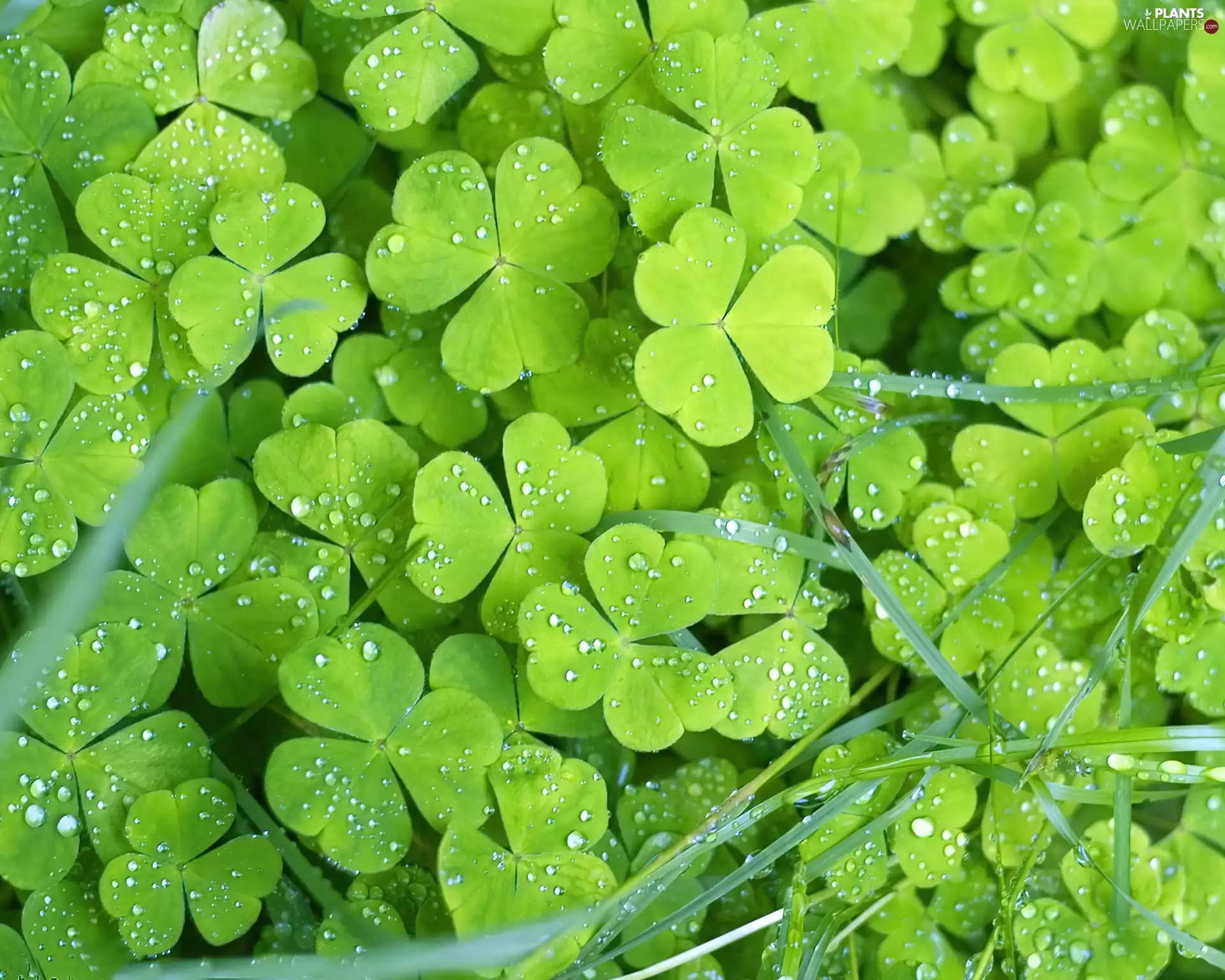 water, trefoil, drops