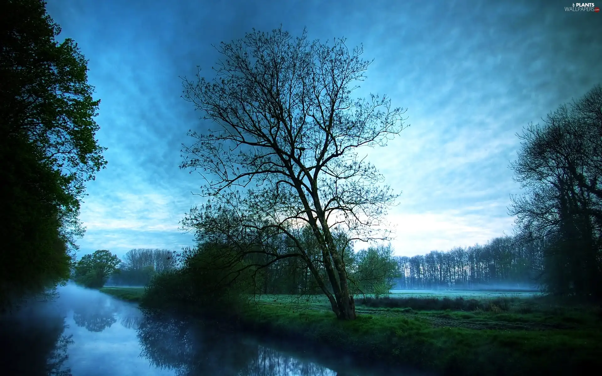 water, Fog, viewes, twilight, trees