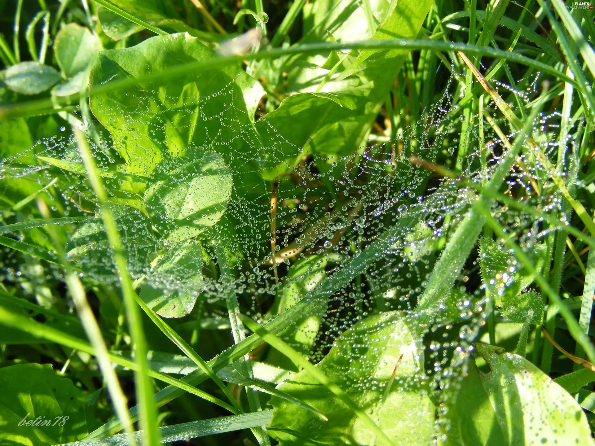 grass, dew, water, drops