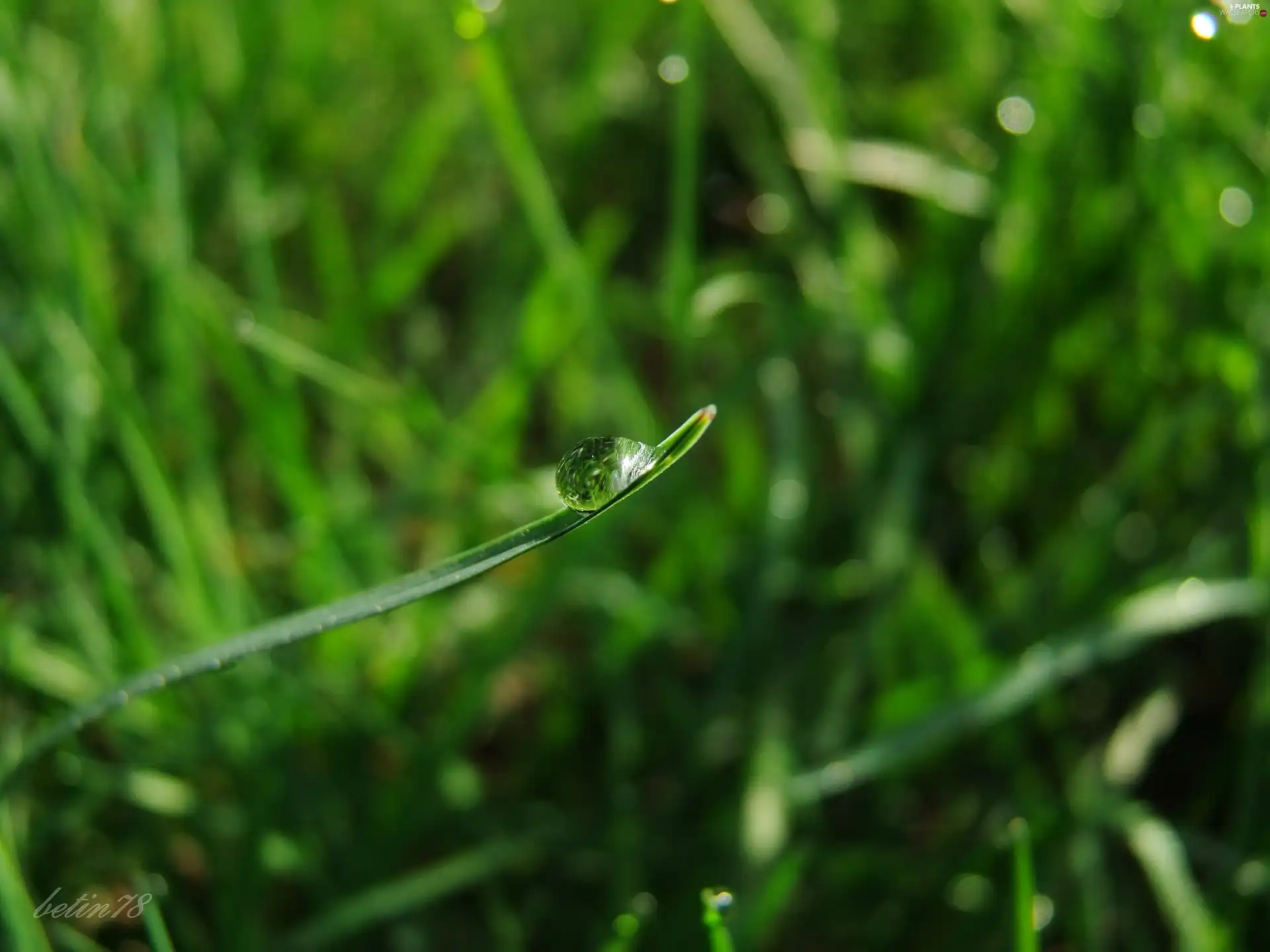 grass, drop, water, dew