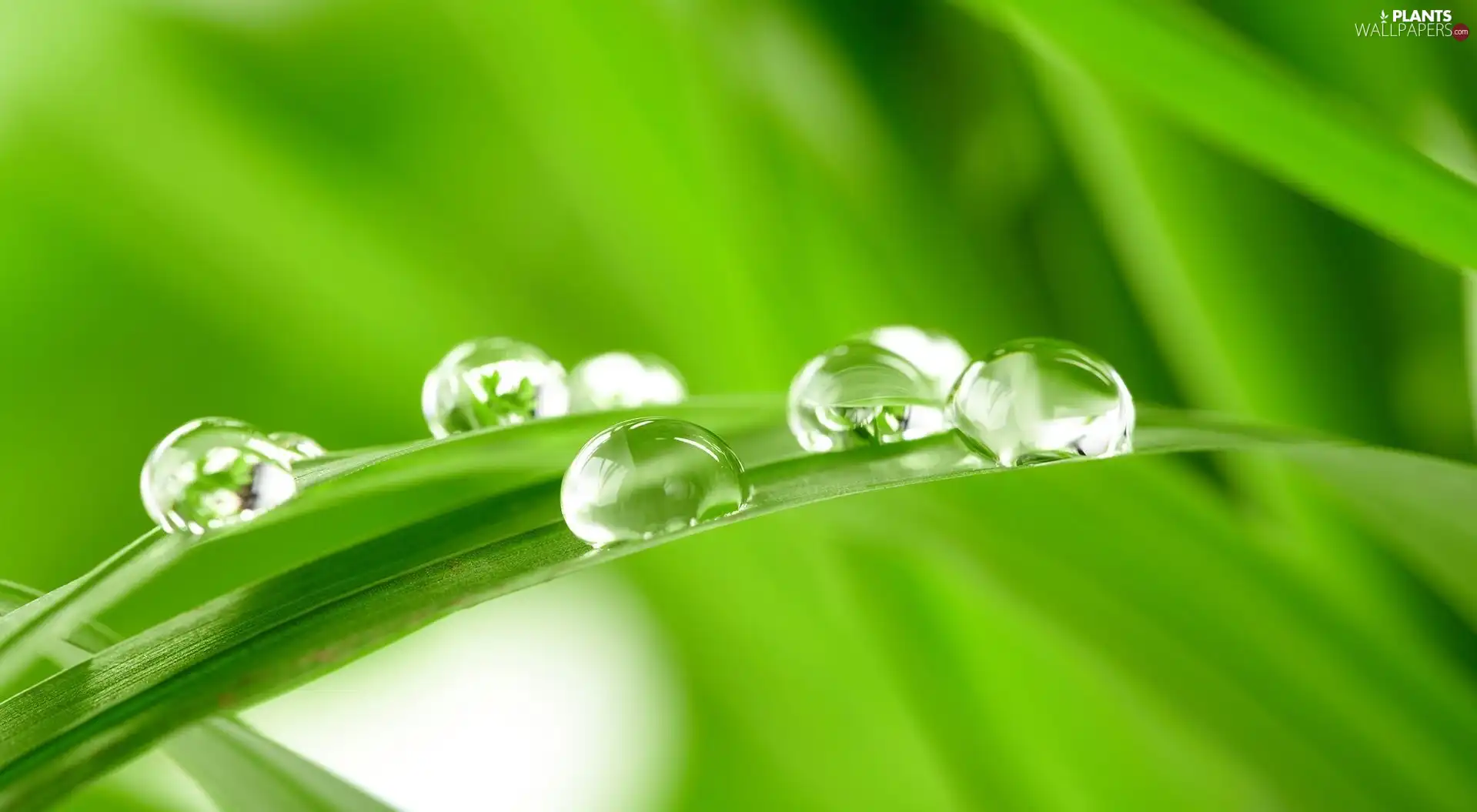 grass, water, Close, drops