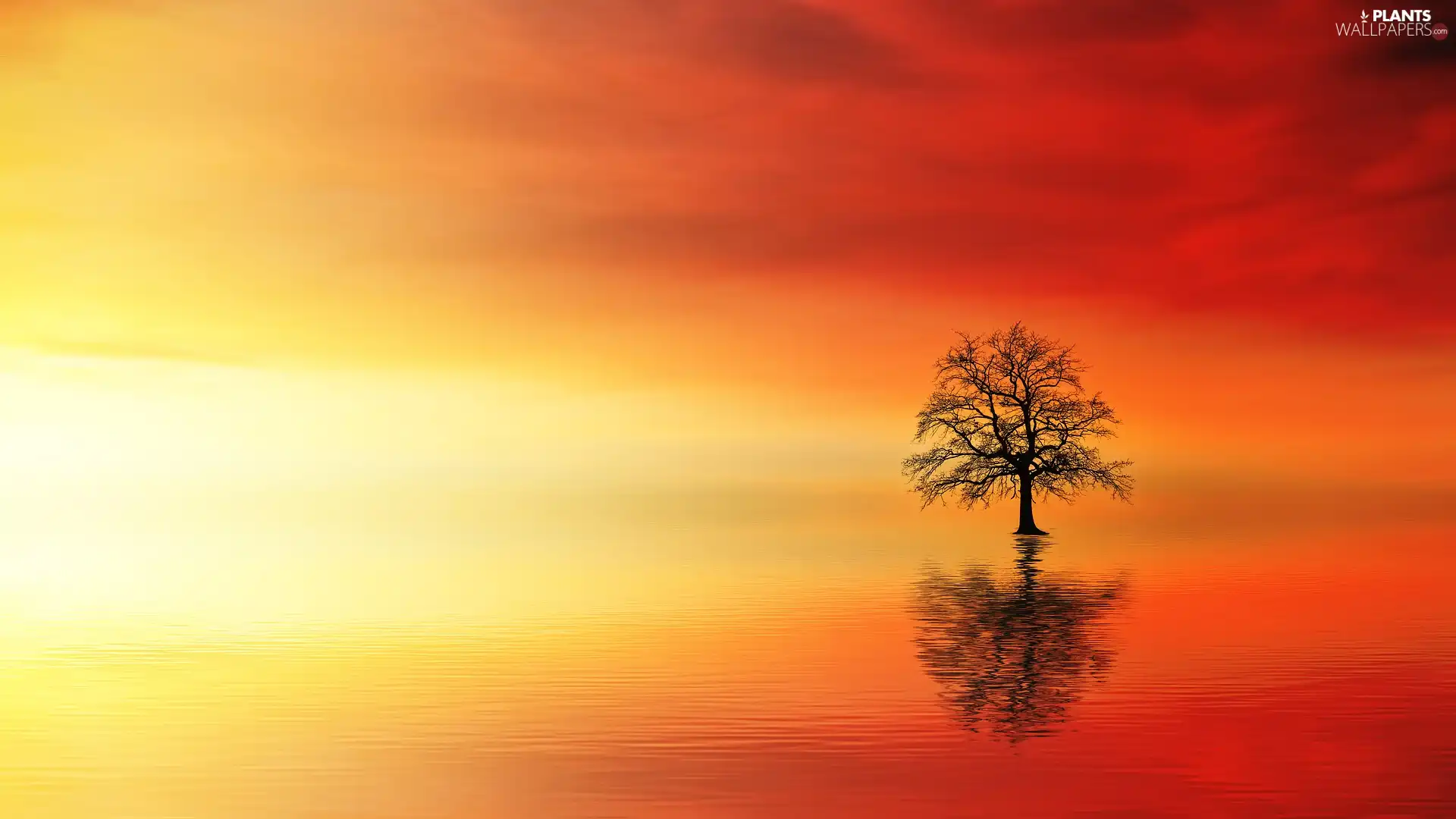 Great Sunsets, trees, water