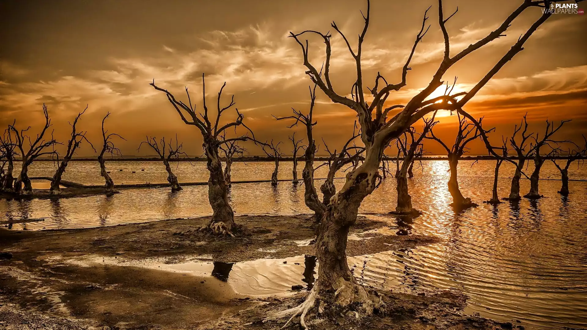 trees, water, Great Sunsets, viewes