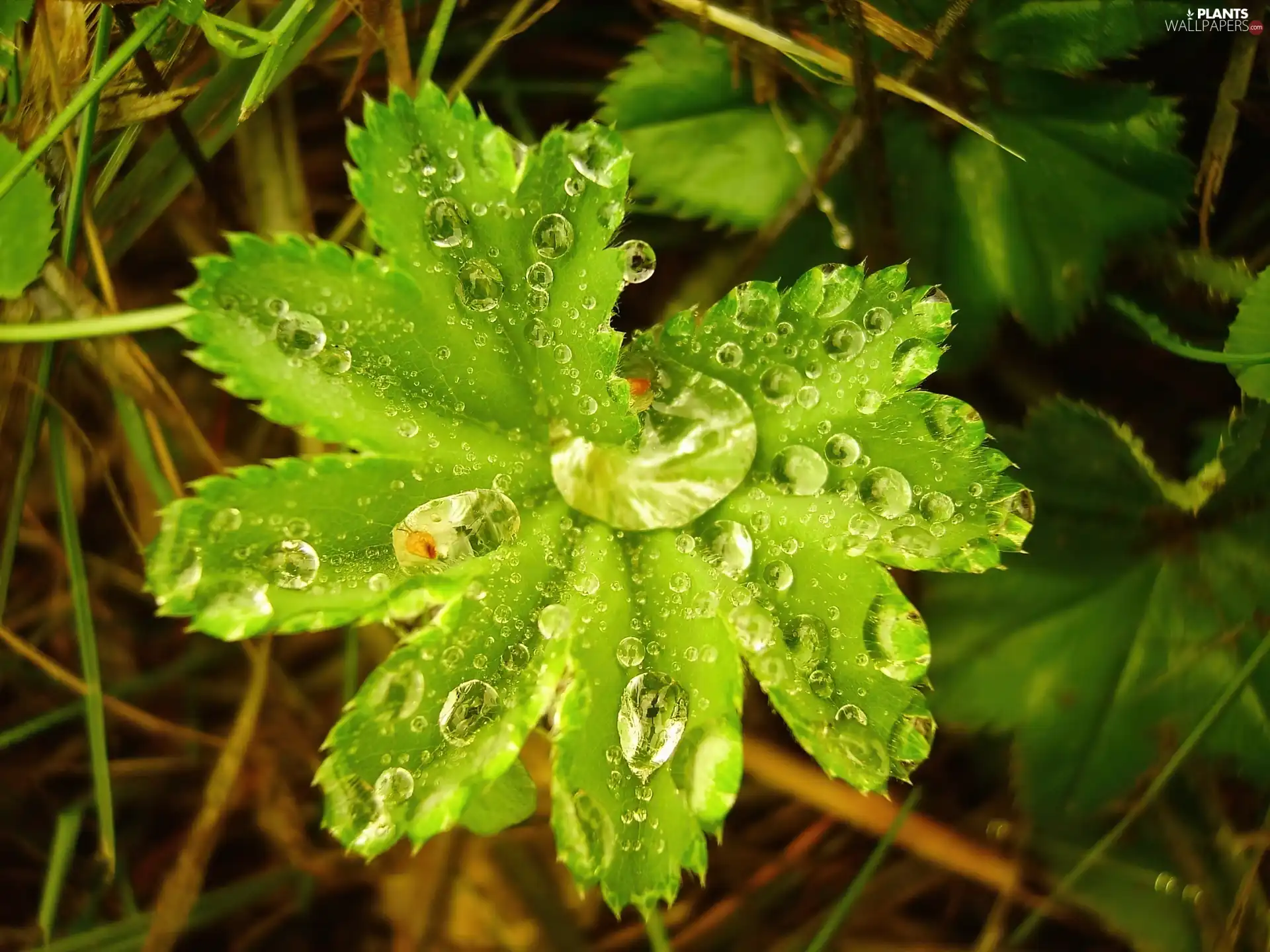 Green, drops, water, leaf