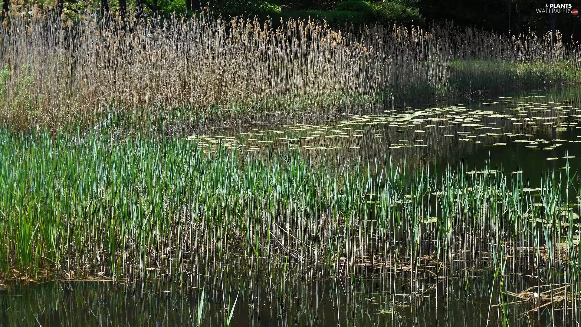 lake, Cane, grass, water