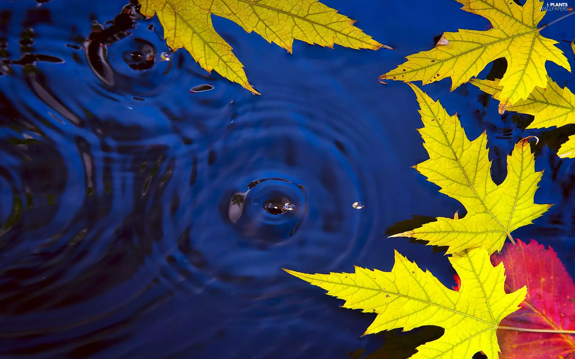 water, Autumn, Leaf