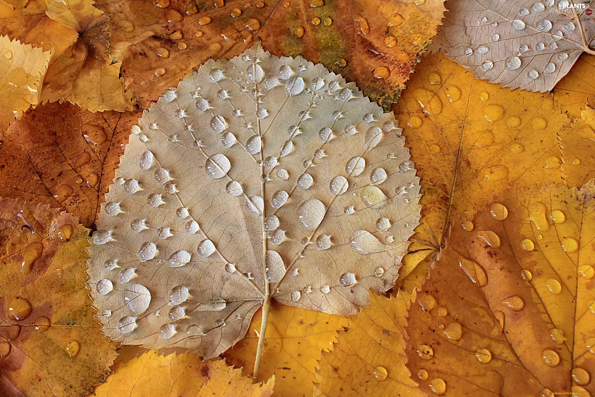 drops, water, Leaf, birch, autumn