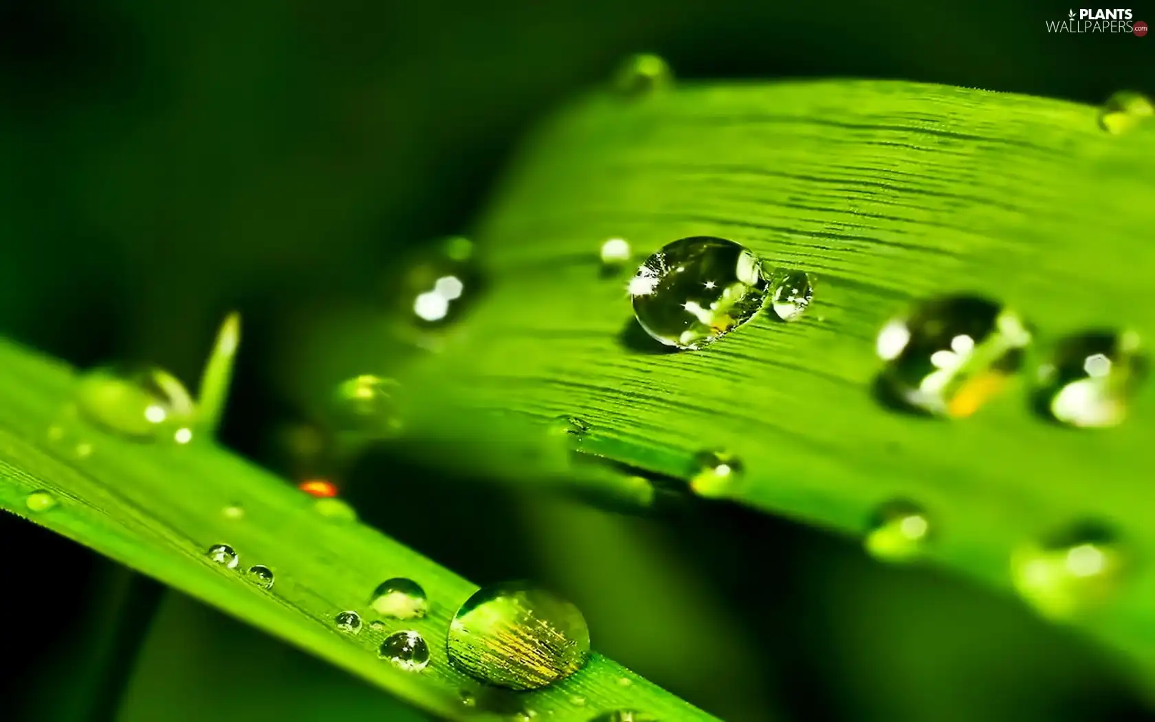 leaf, drops, water, plant