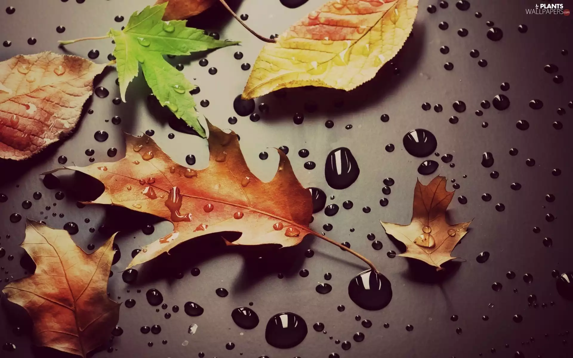 drops, water, Leaf, oak, Yellow