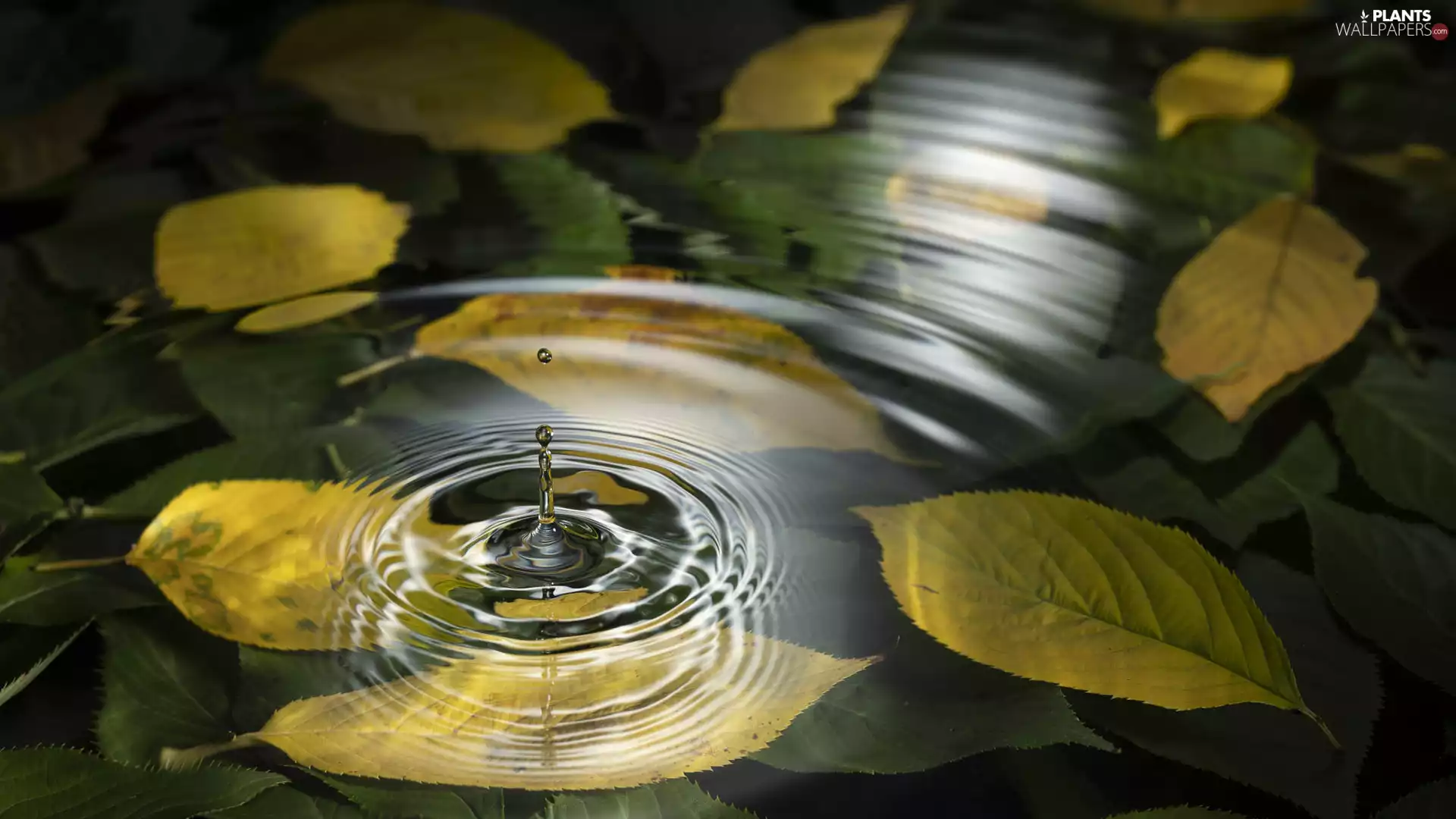 water, Yellowed, Leaf