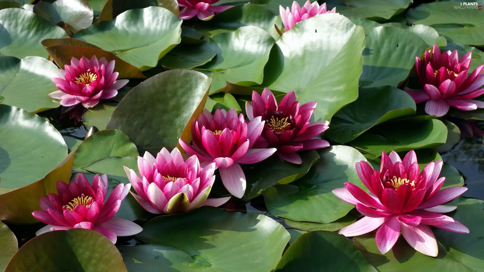 Pink, Water lilies, Leaf, Flowers