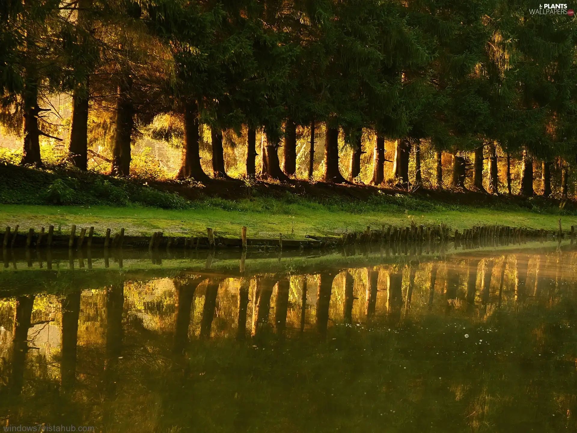 line, reflection, water, trees