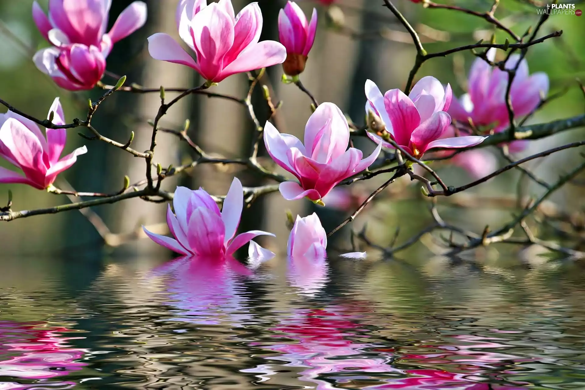 water, Pink, Magnolia