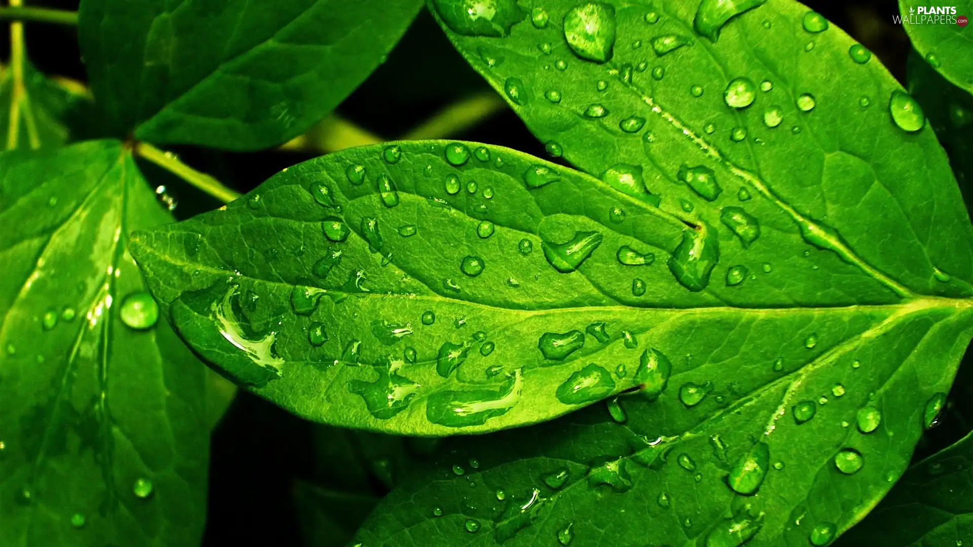 green ones, drops, water, Leaf