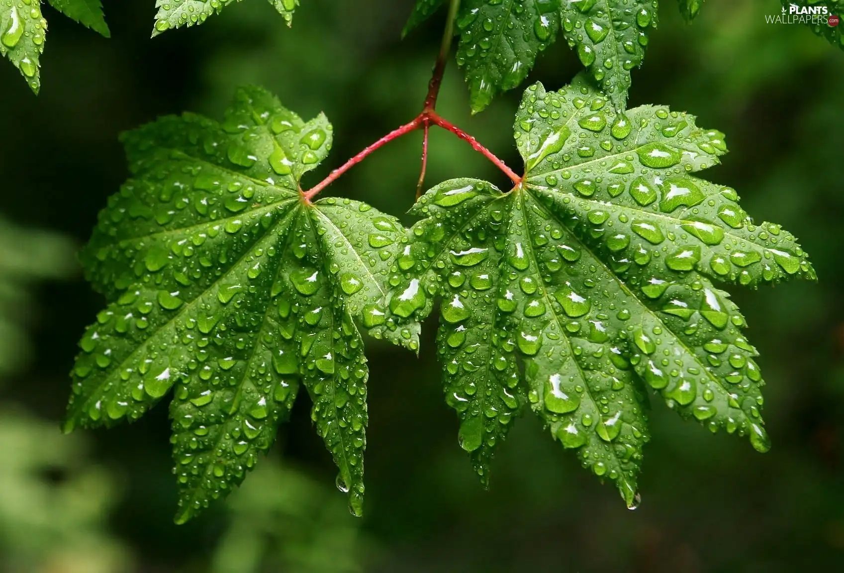 green ones, drops, water, Leaf