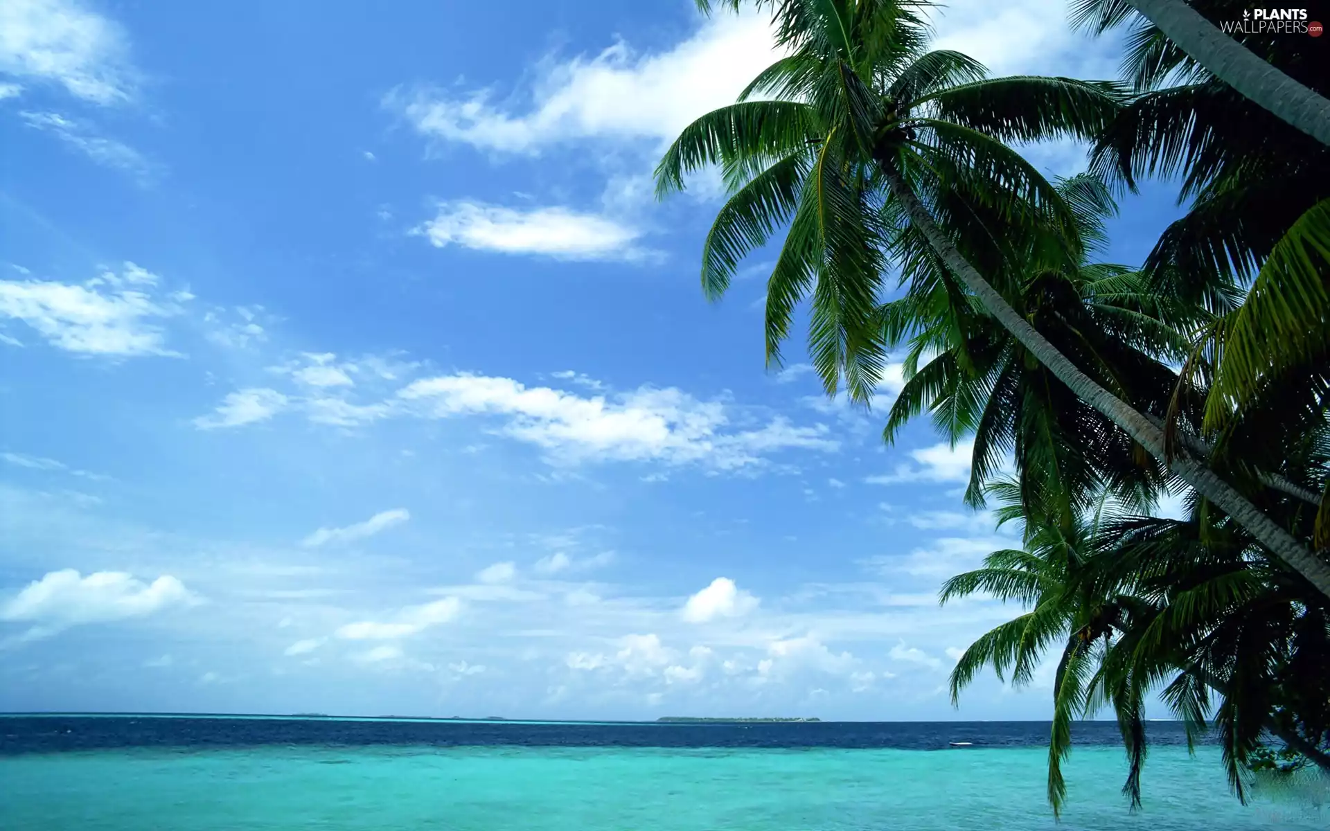 Palms, Sky, clouds, water