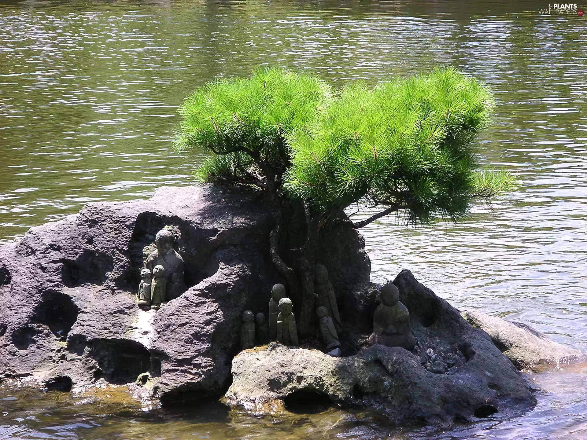 water, Rocks, pine