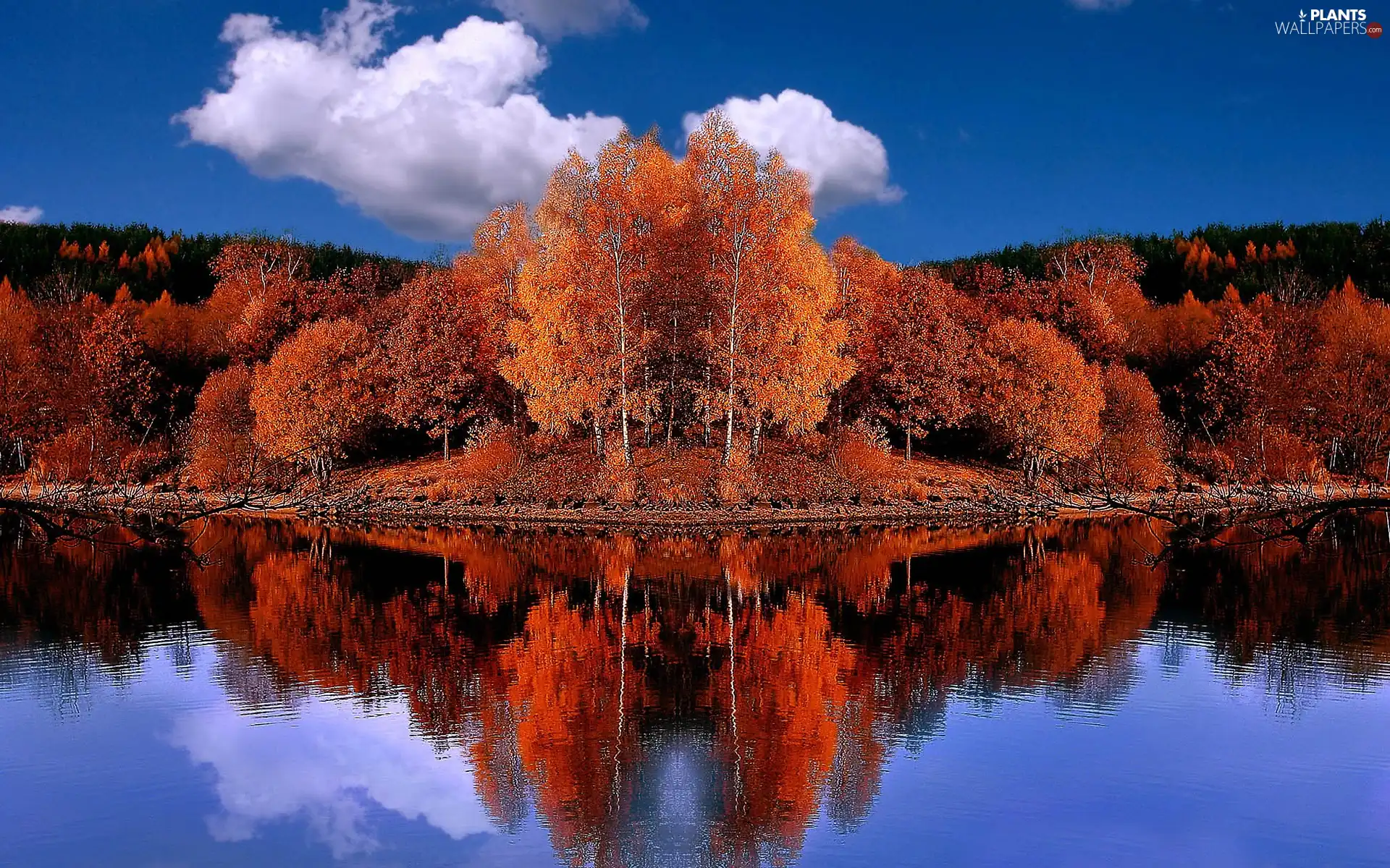 trees, autumn, water, reflection, viewes, Red