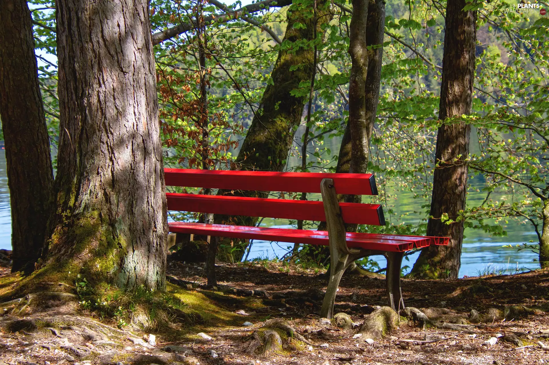 viewes, Bench, roots, trees, red hot, Leaf, water