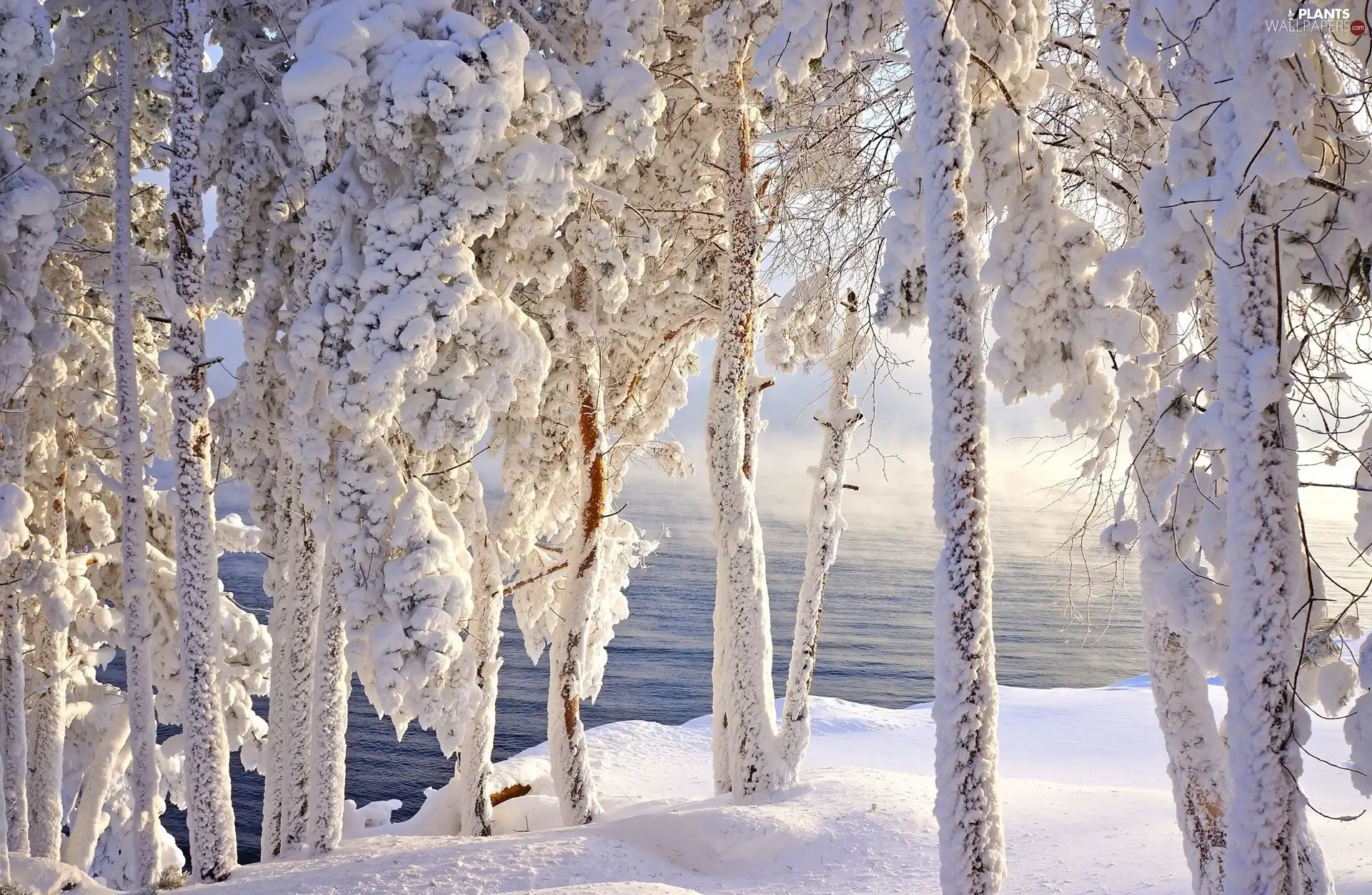 Snowy, viewes, water, trees