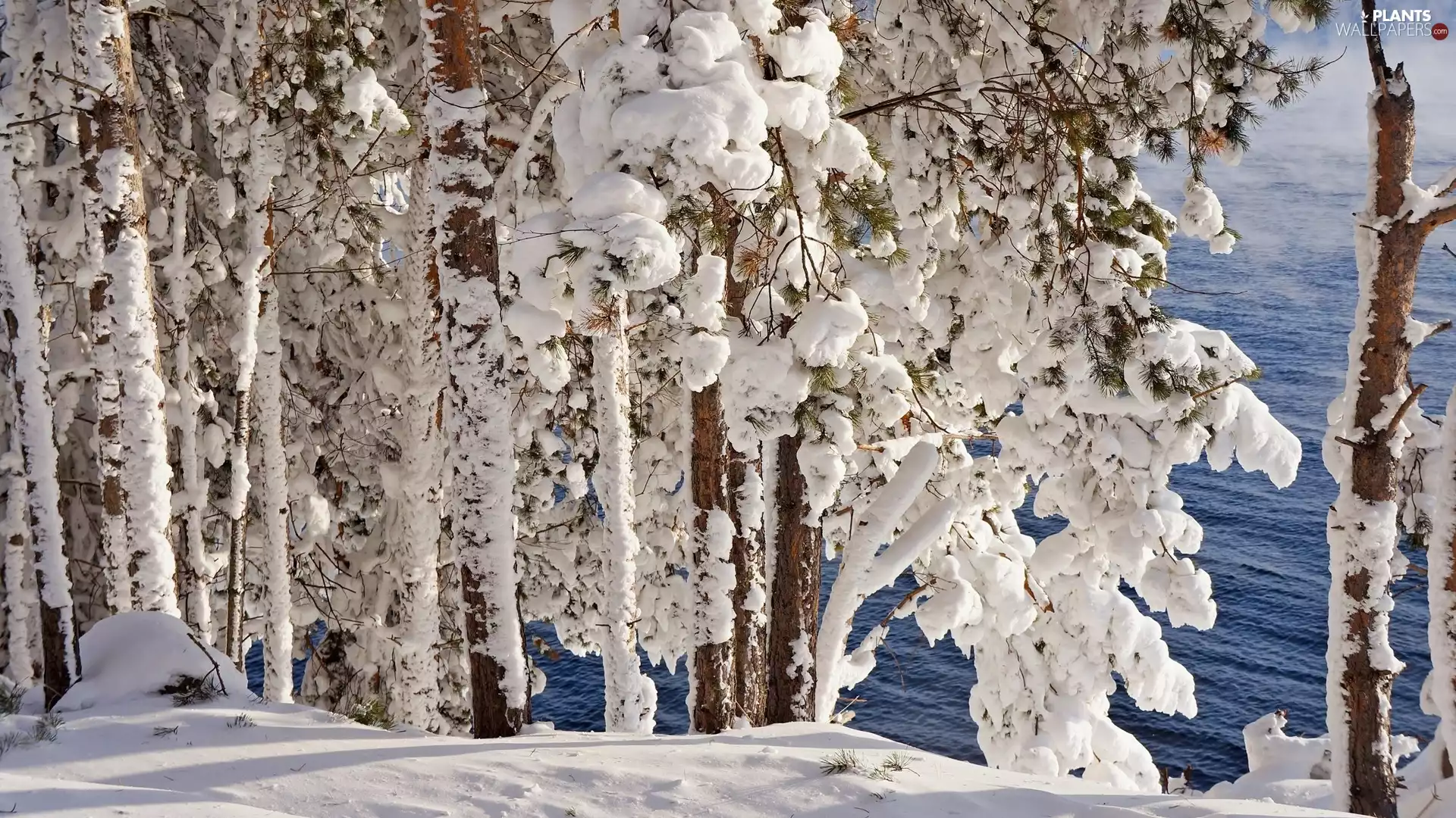 viewes, water, Snowy, trees, winter