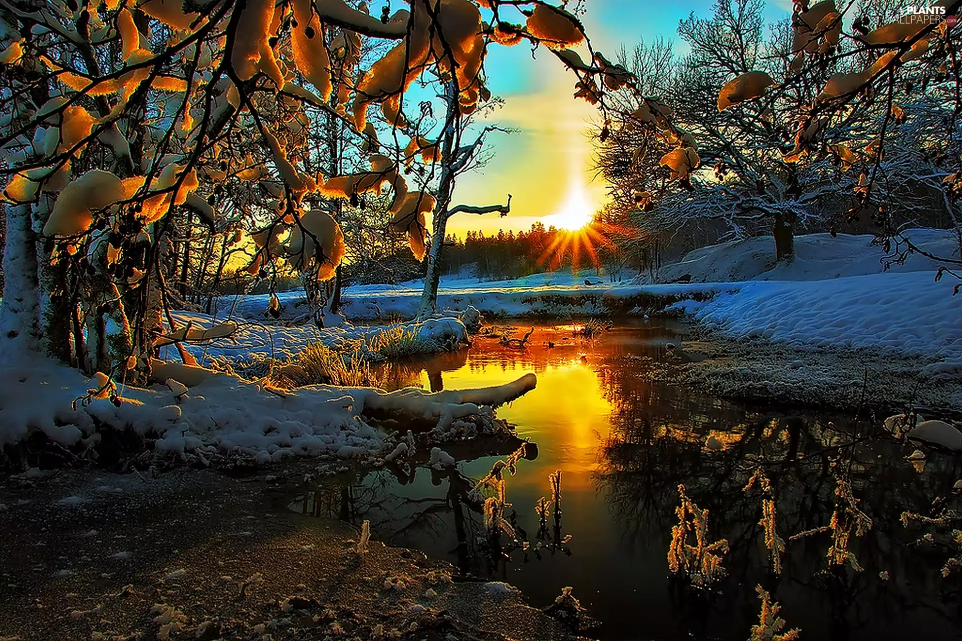 trees, west, snow, water, viewes, sun
