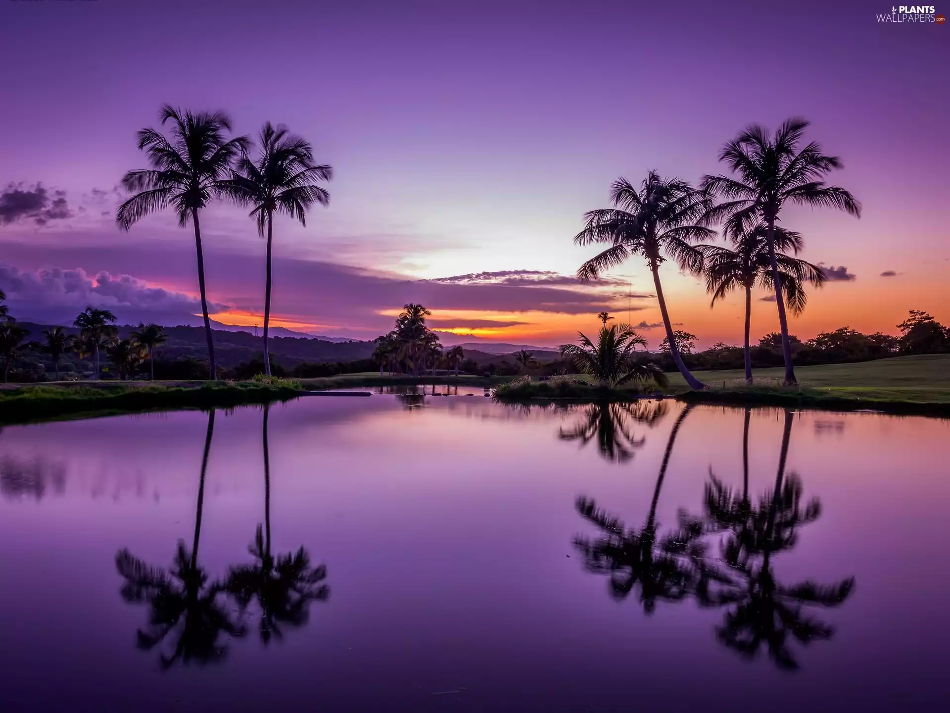Palms, Great Sunsets, Puerto Rico, USA, reflection, water