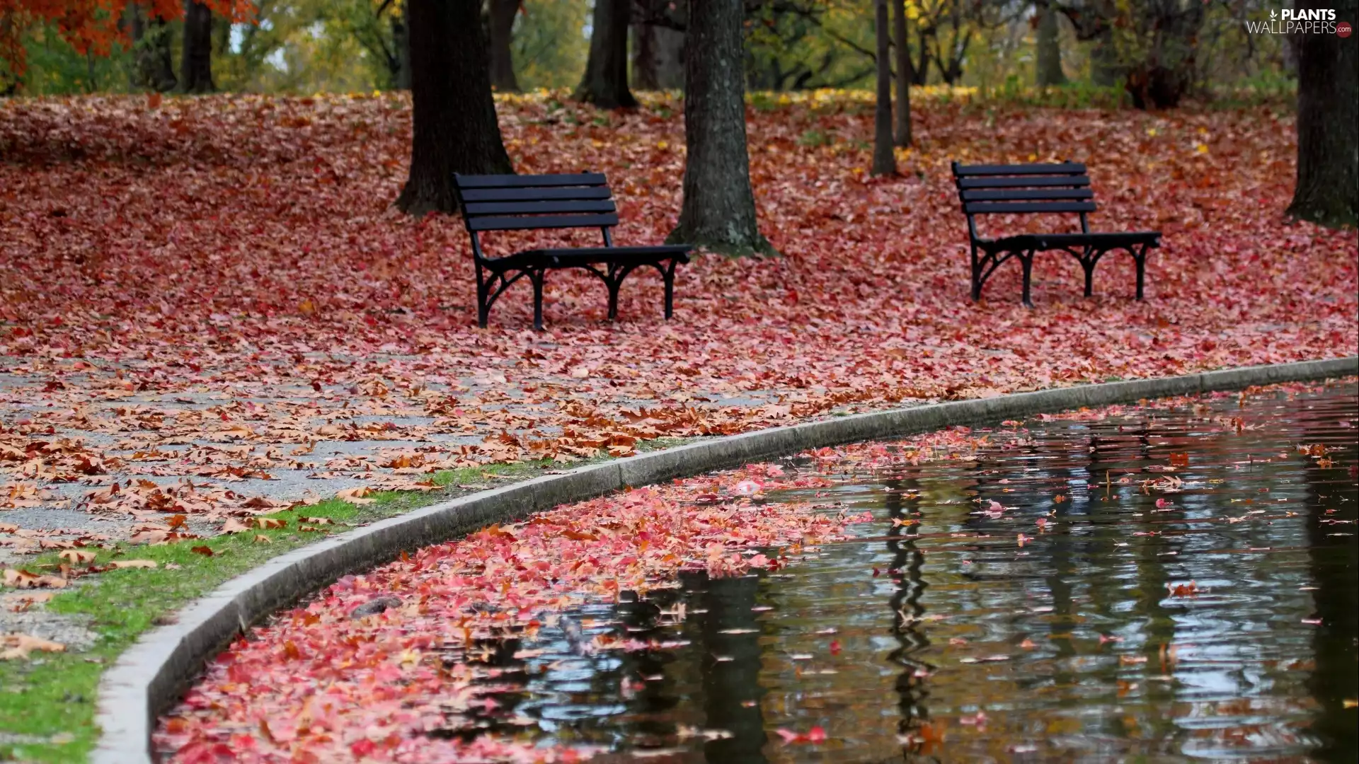 bench, Leaf, viewes, container, trees, Park, autumn, water