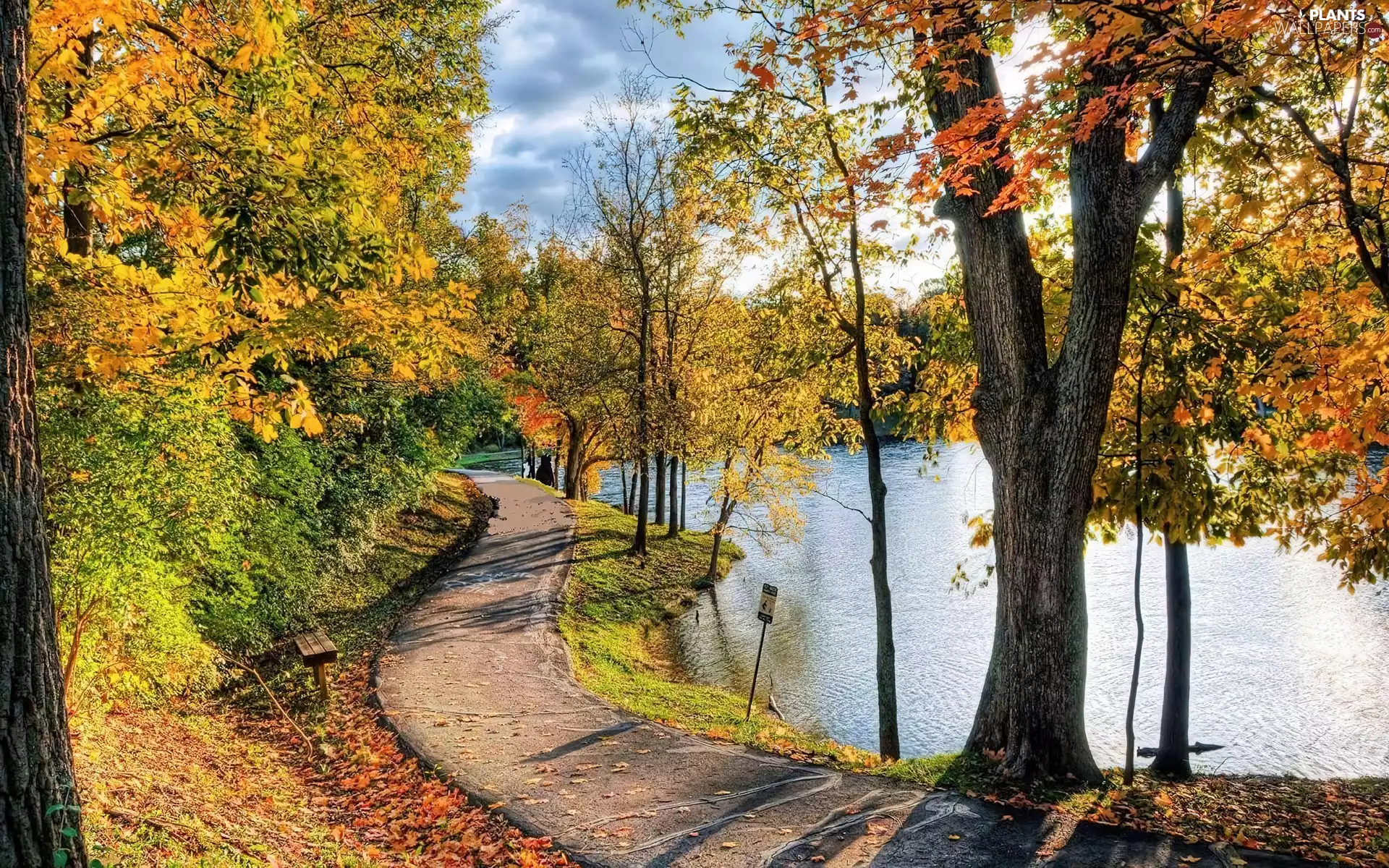 viewes, water, Way, trees, autumn