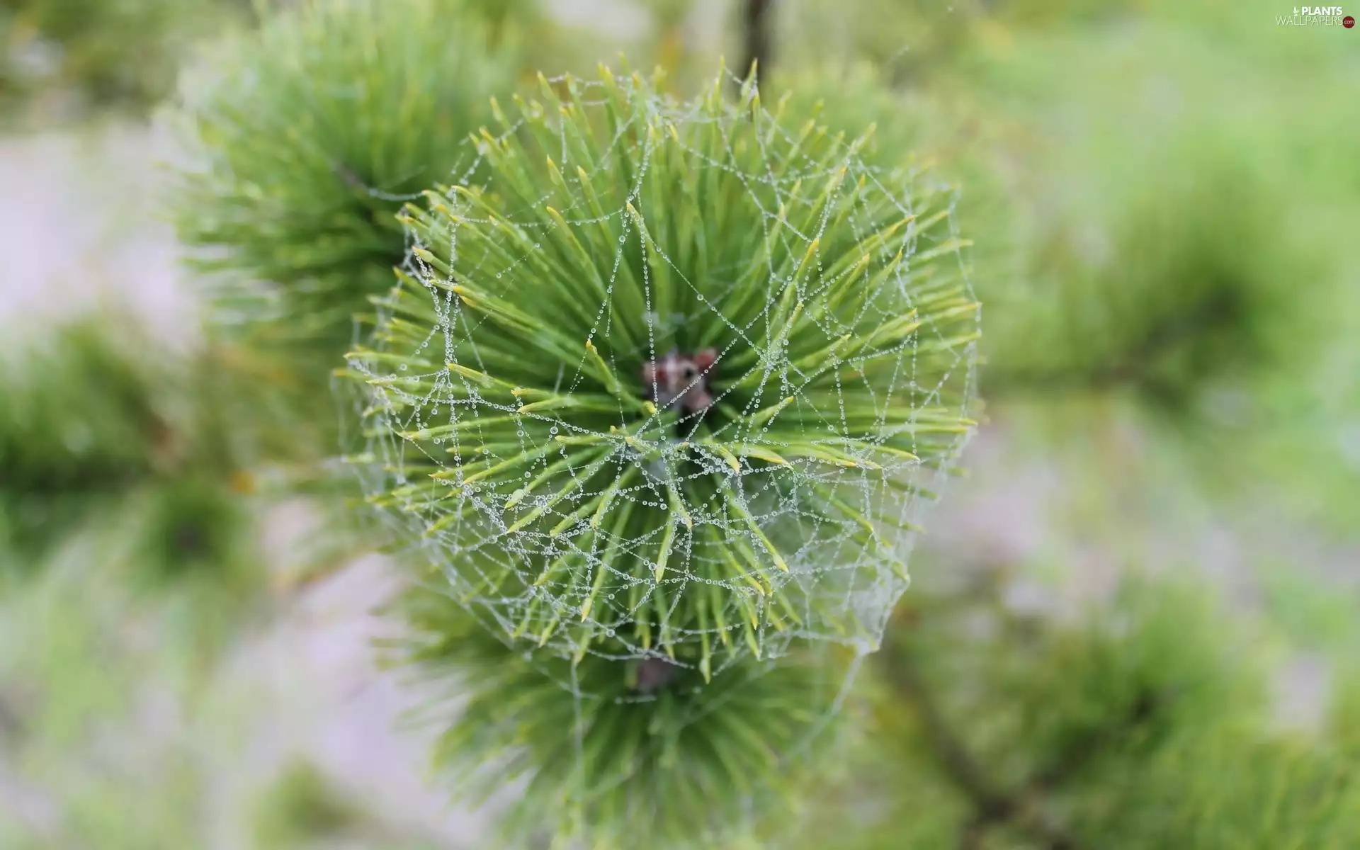 drops, water, Web, Twigs, pine
