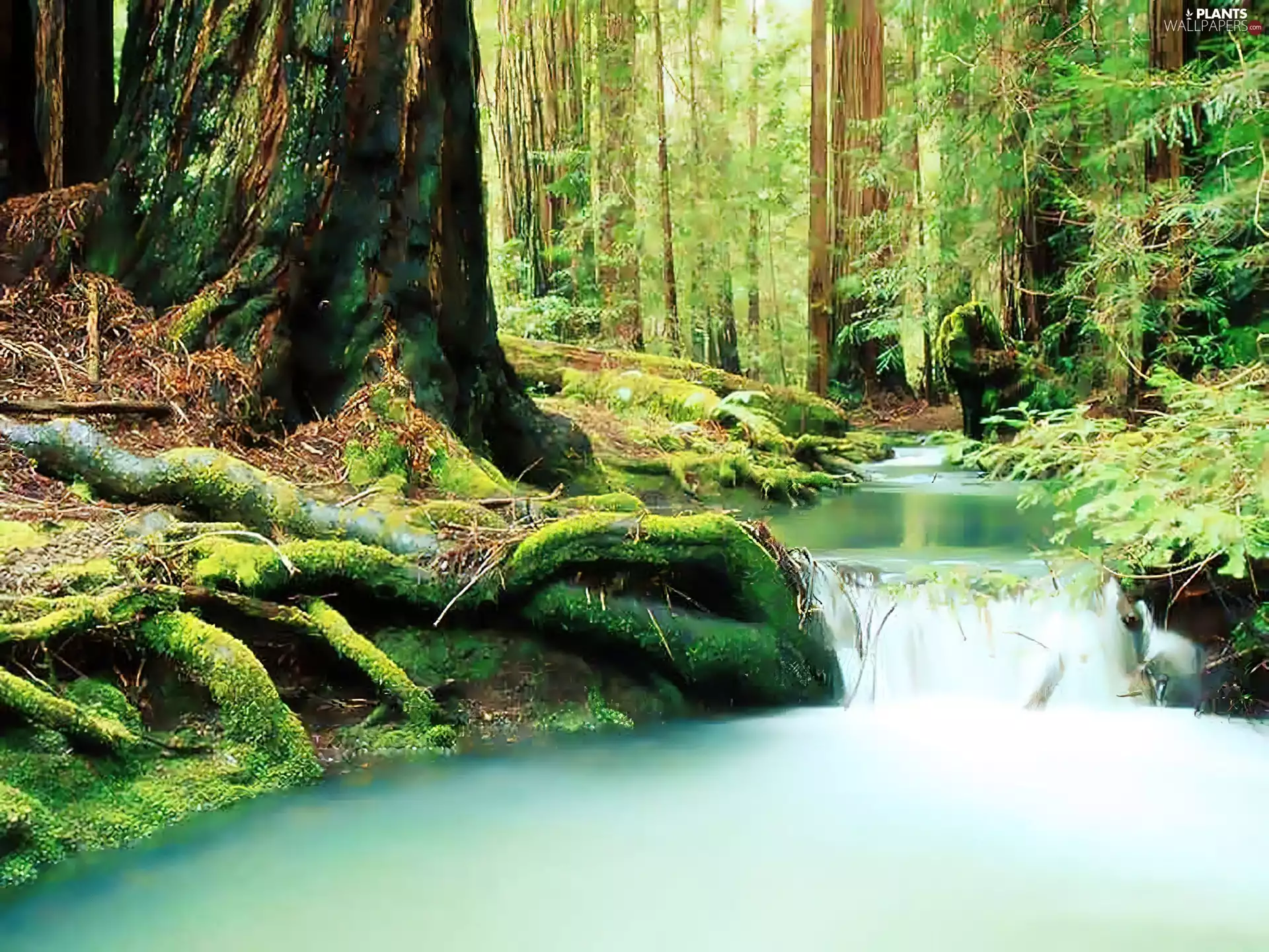 waterfall, forest, brook