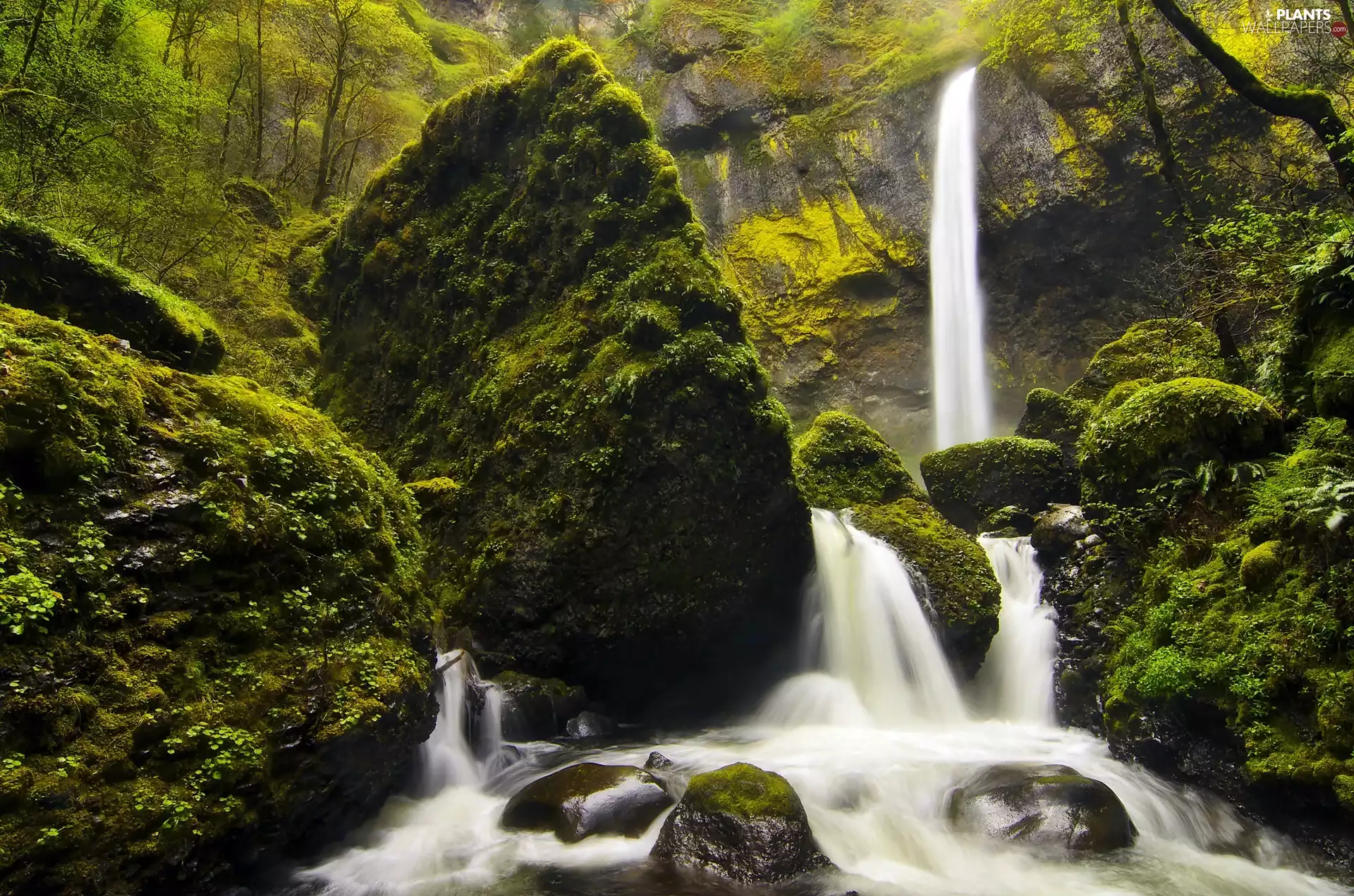 forest, rocks, Moss, waterfall