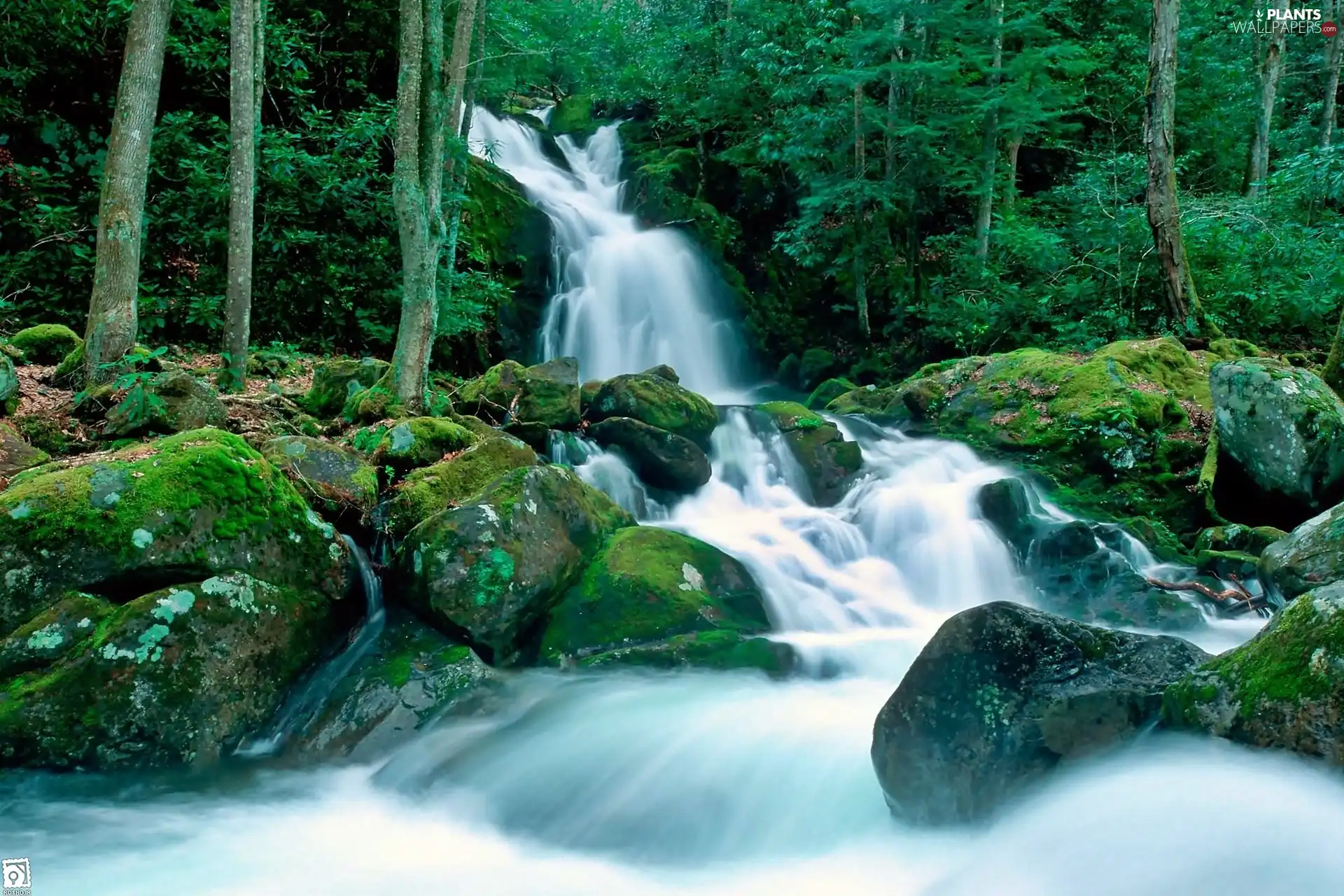 forest, mosses, waterfall, boulders