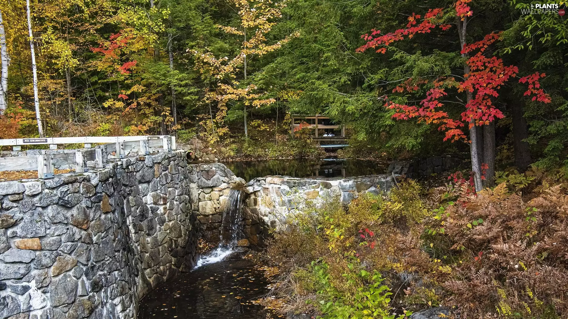 viewes, autumn, wall, waterfall, Plants, trees