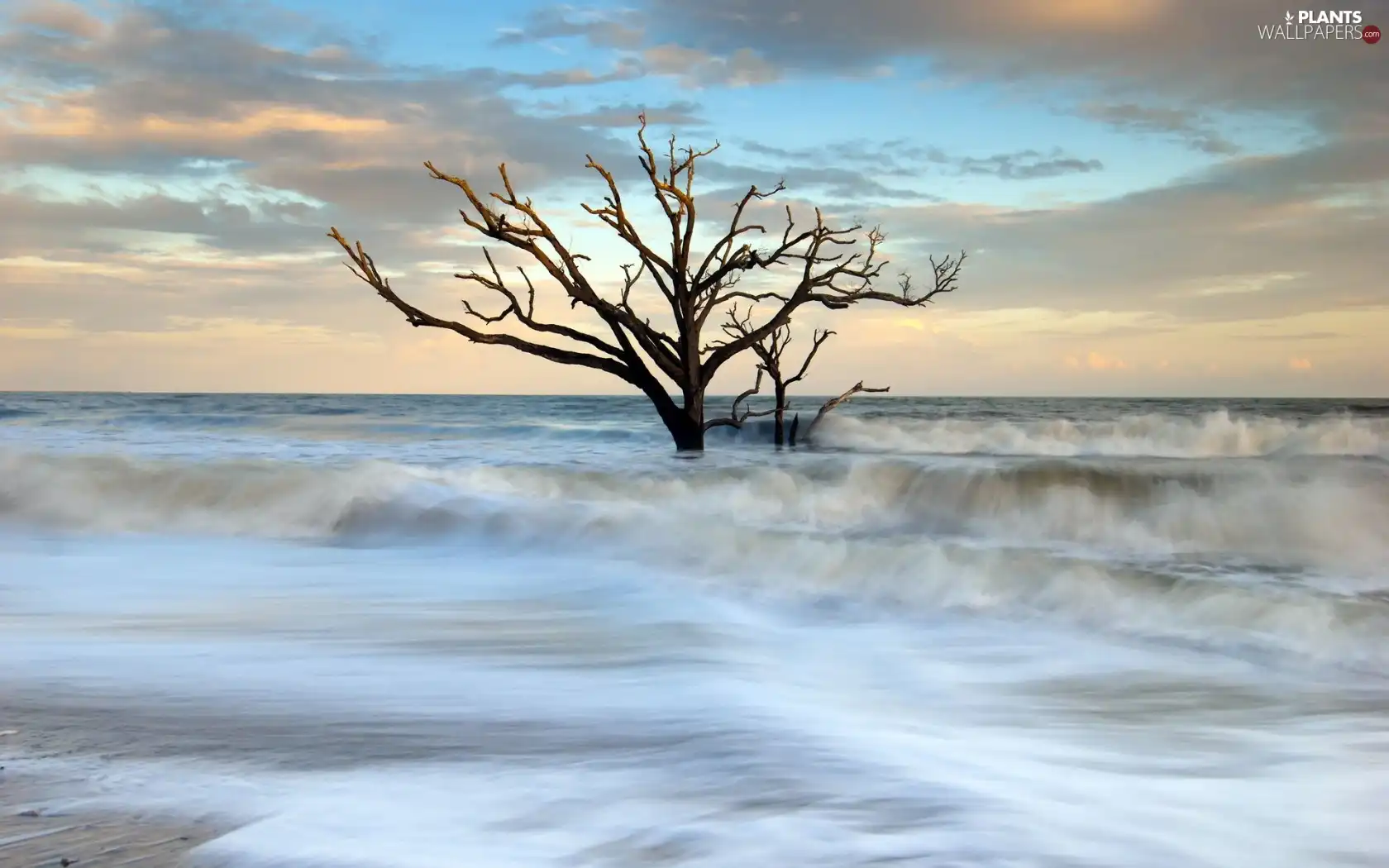 dry, sea, Waves, trees