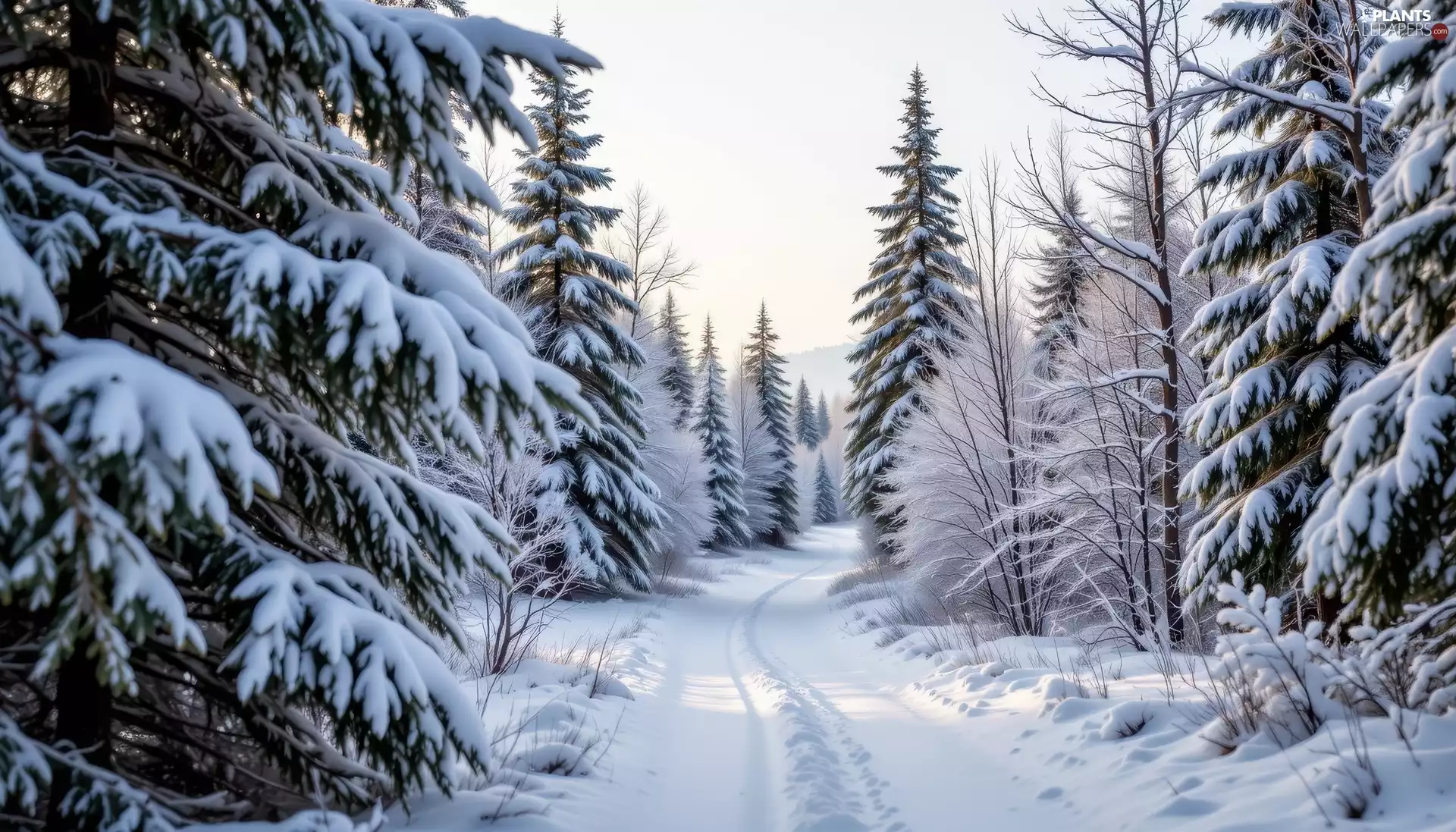 Snowy, trees, Ai, viewes, snow, forest, winter, Way
