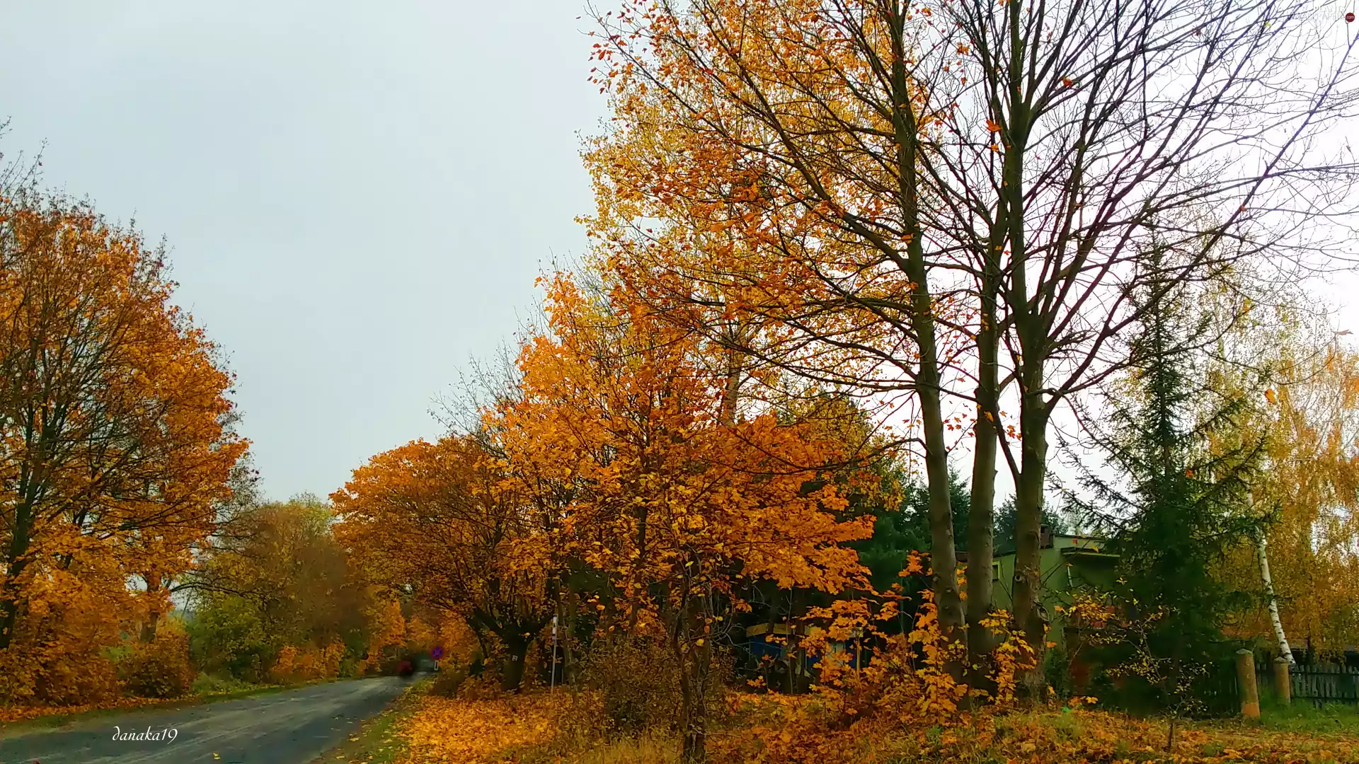 trees, viewes, autumn, Way, Golden automobile