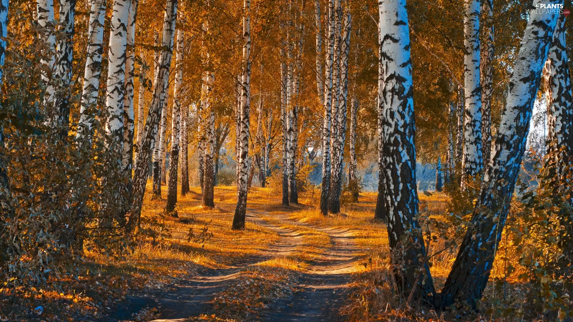 forest, Way, autumn, birch-tree