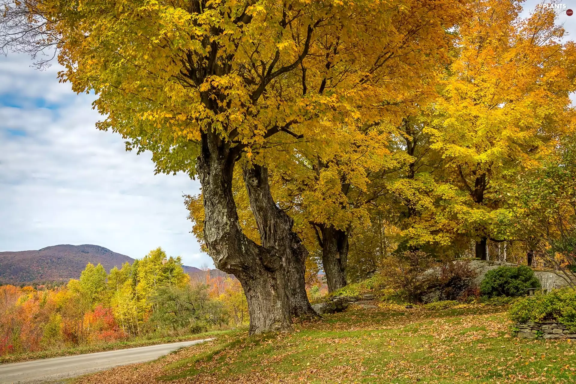 autumn, trees, viewes, Way