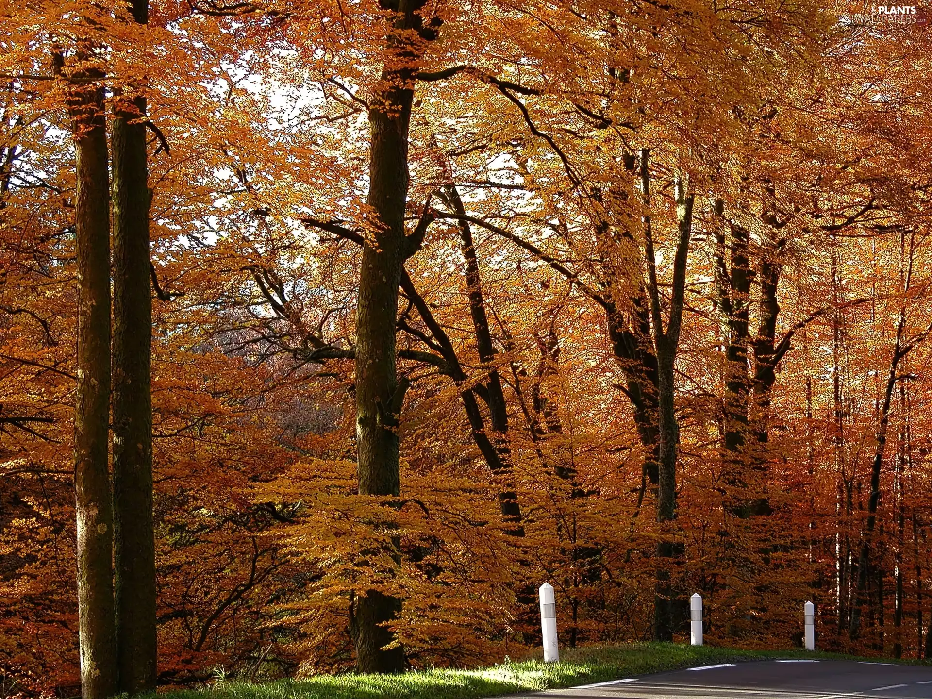 autumn, trees, viewes, Way