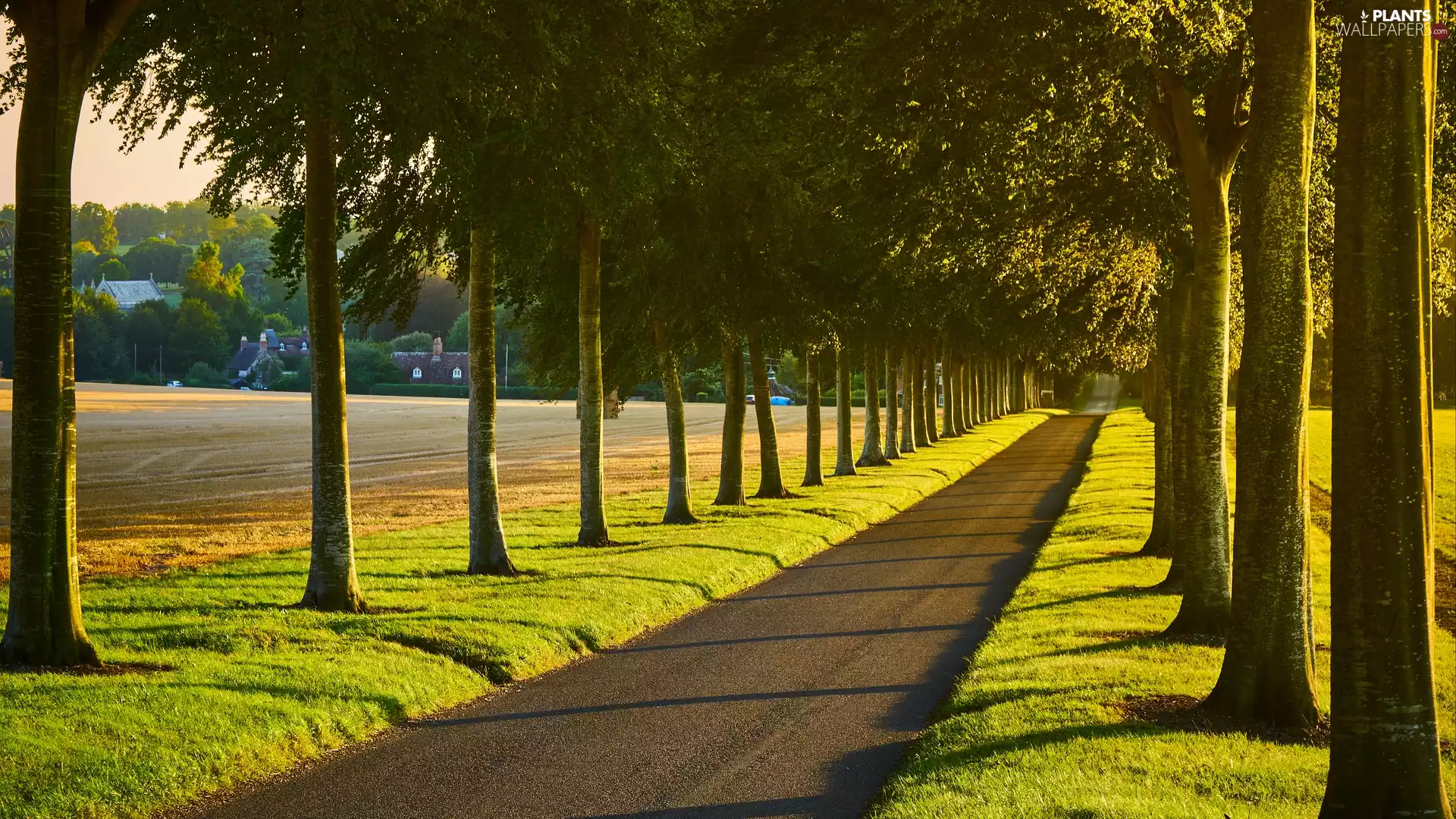 viewes, Way, Avenues, trees, alley