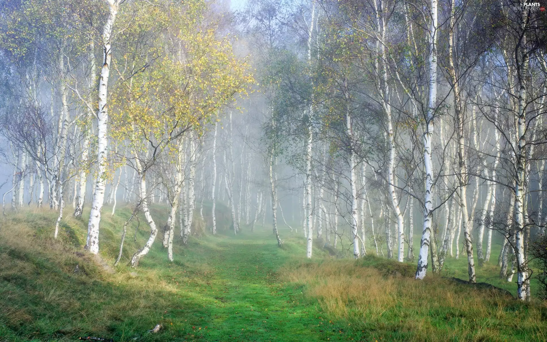 Fog, Way, birch, forest, birch