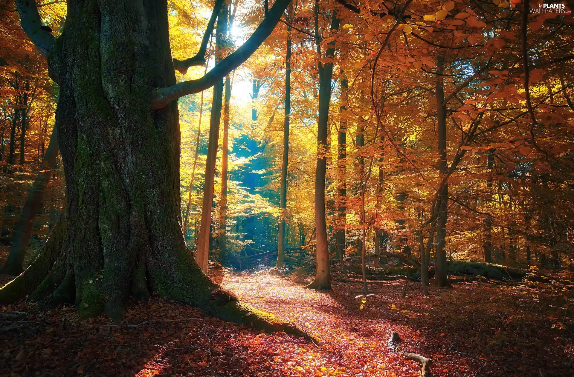 viewes, forest, branch pics, trees, autumn, dry, Way