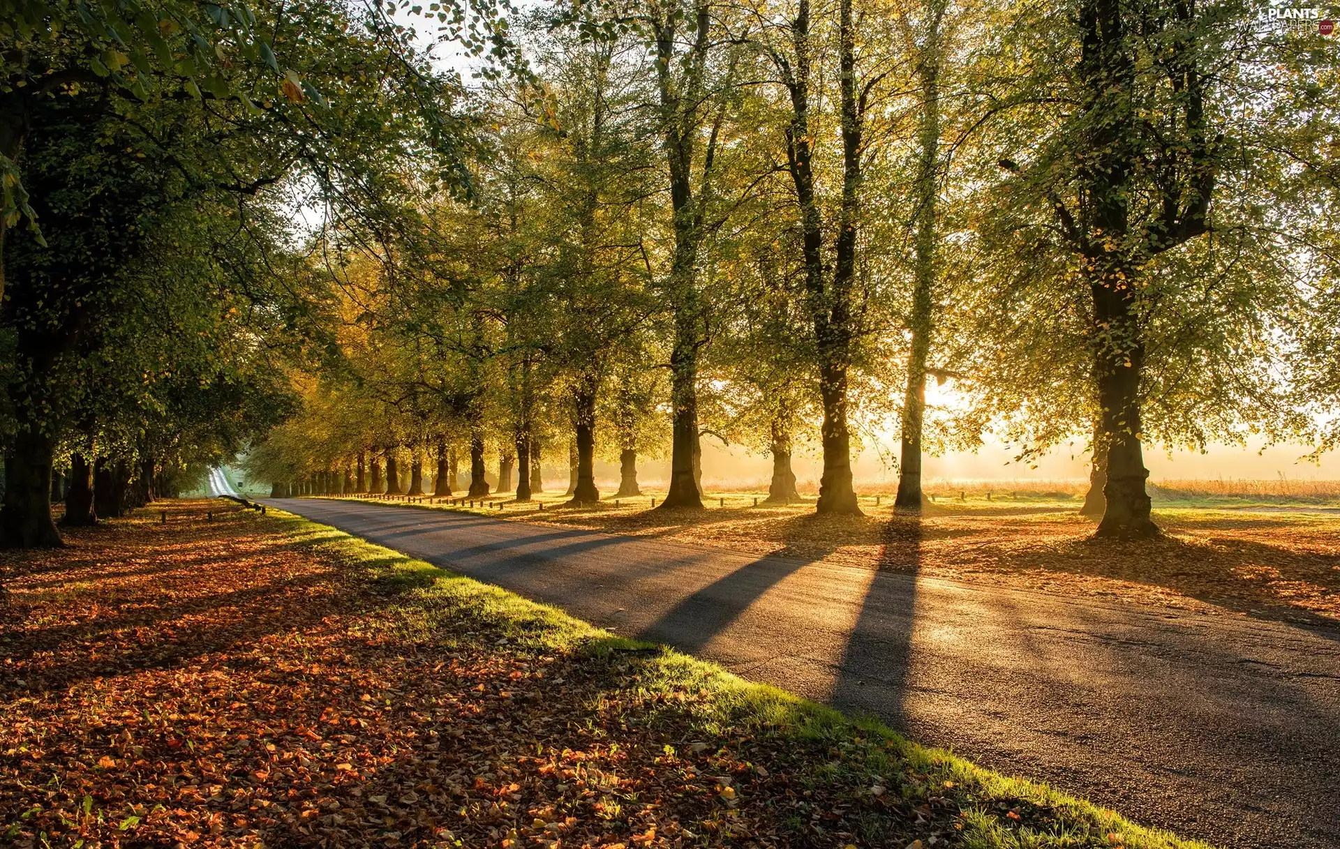 morning, light breaking through sky, trees, viewes, Way