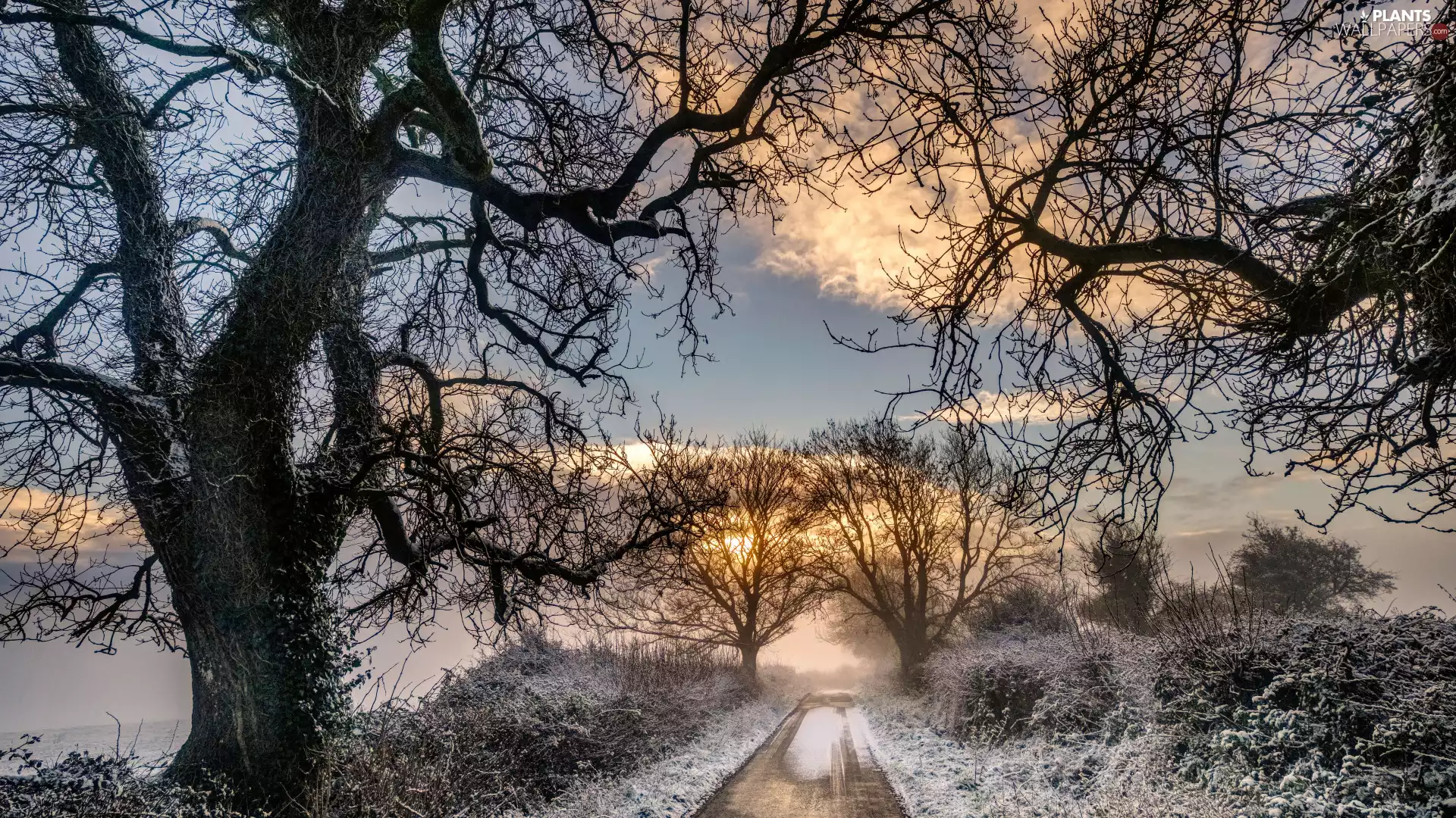 Way, winter, leafless, trees, Fog, Great Sunsets, frosty, Bush, viewes