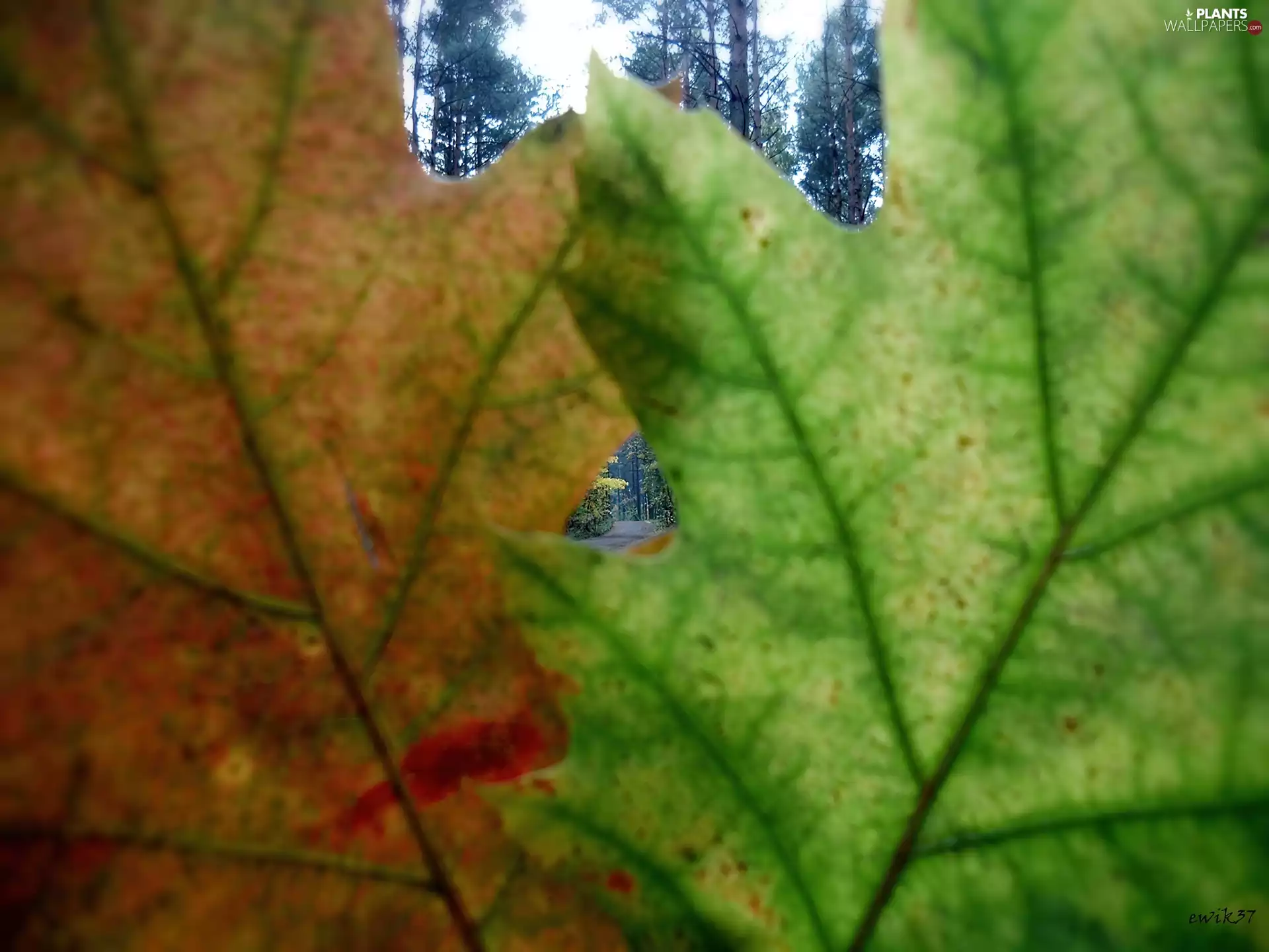 Leaf, Two cars, Way, forest, window, oak