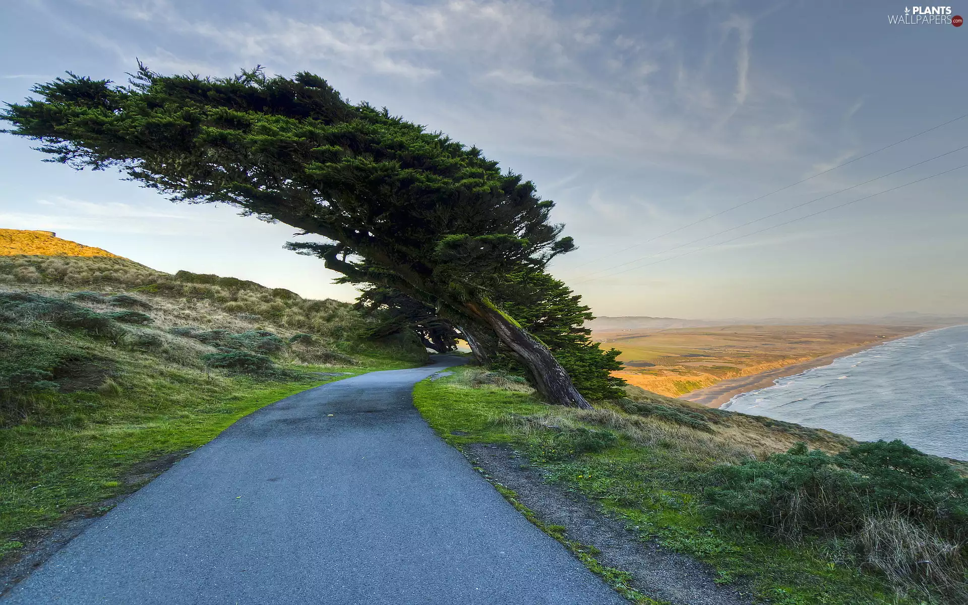 Coast, trees, inclined, Way