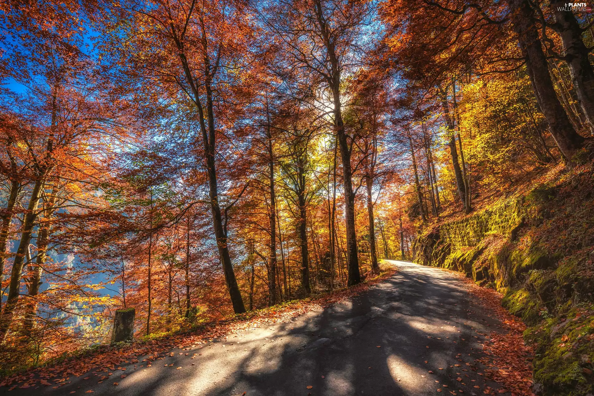 viewes, Way, color, trees, autumn